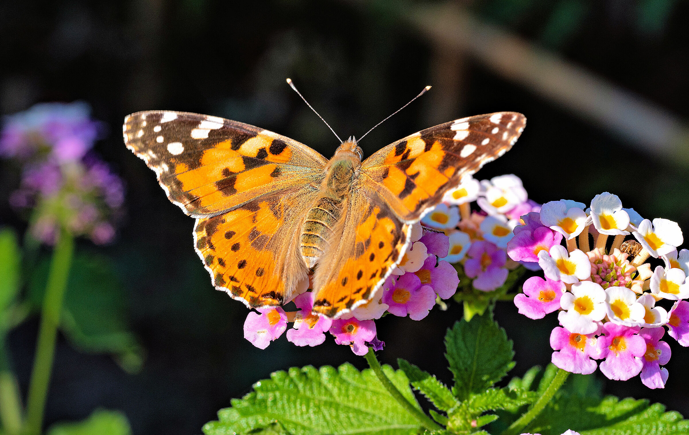Vanessa cardui
