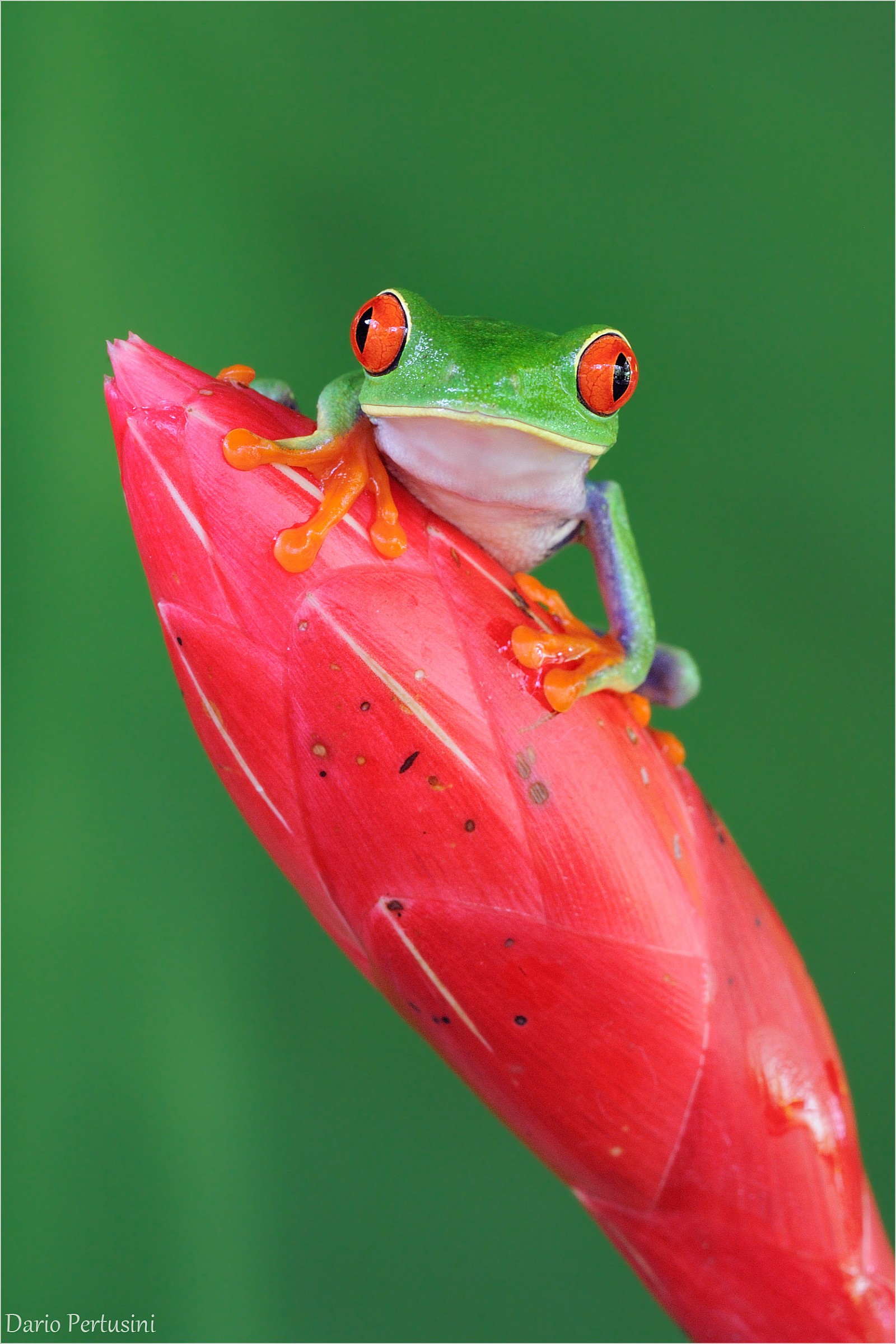 Red-eyed frog on red flower ... ...