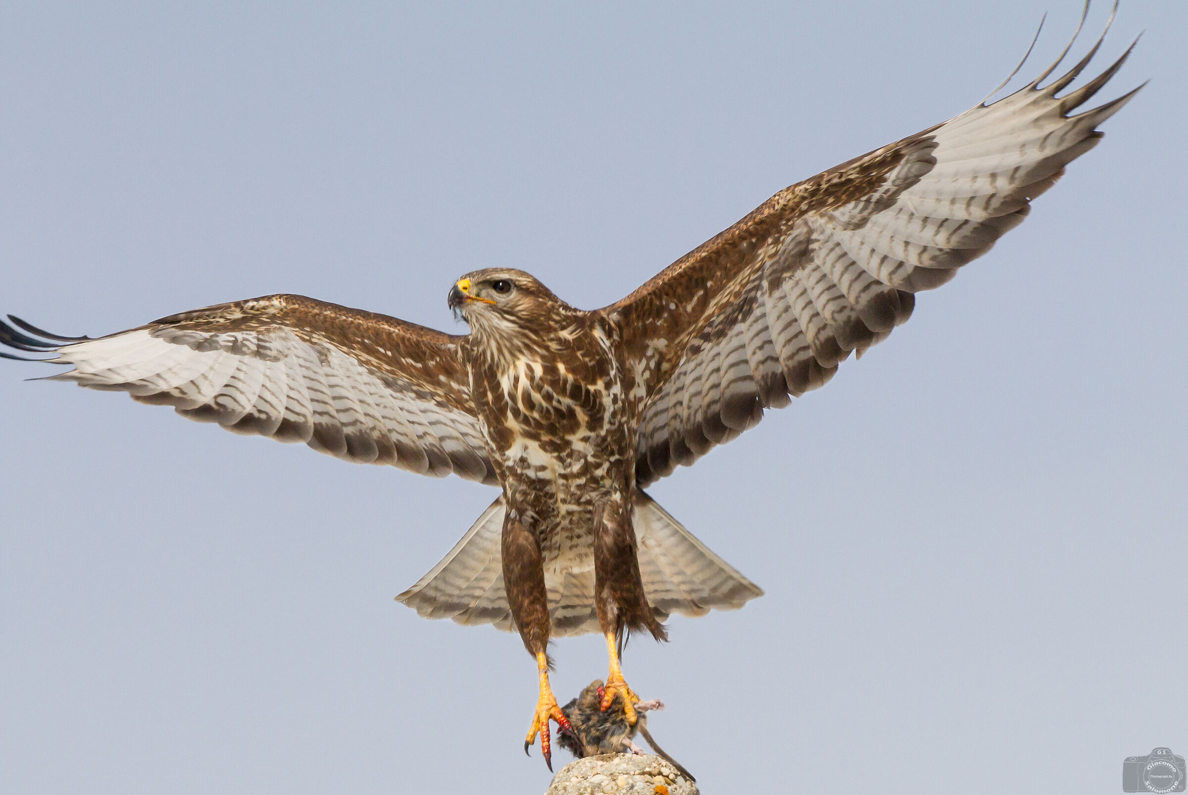 Poiana with rat in the deadlift.