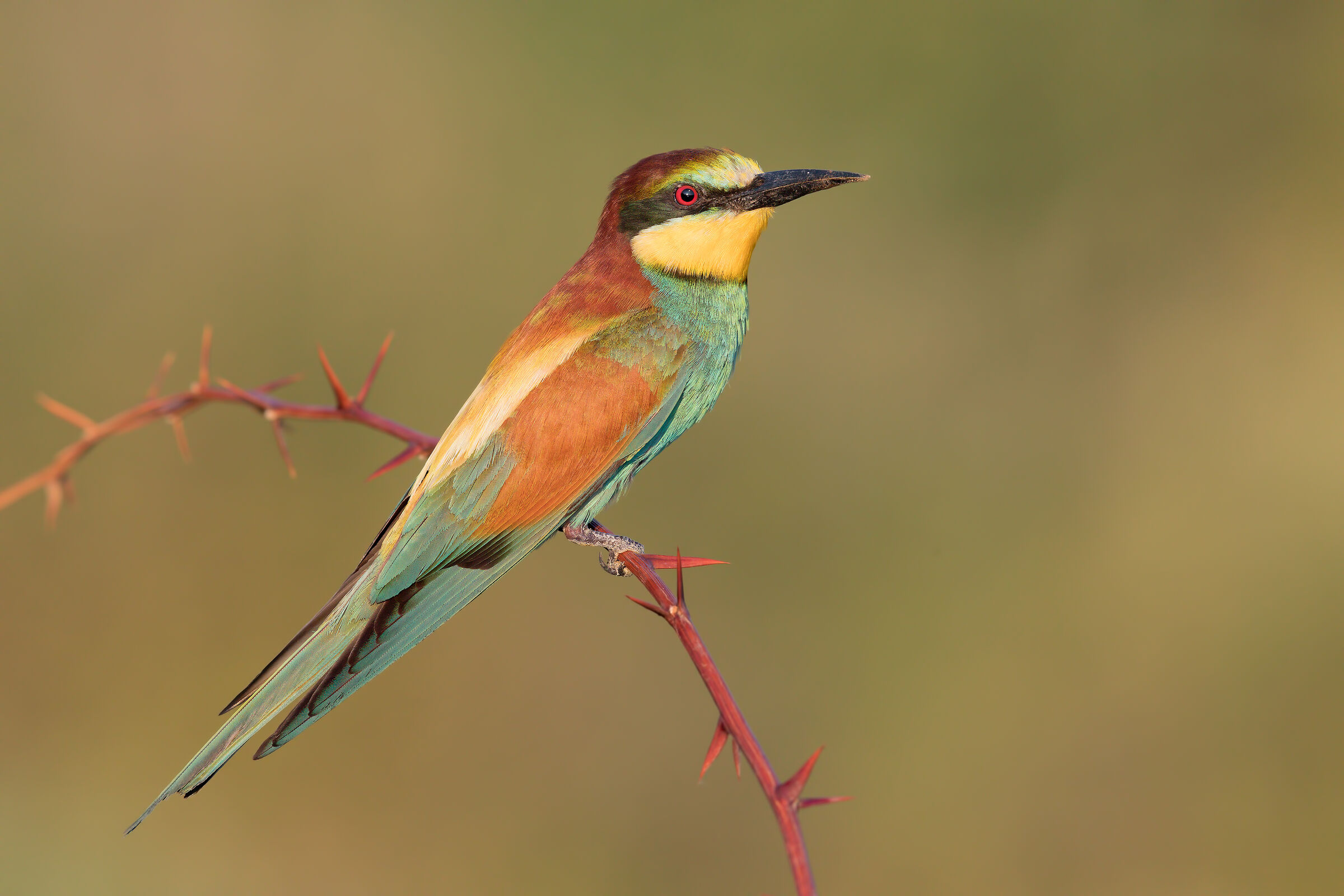 Bee-eater