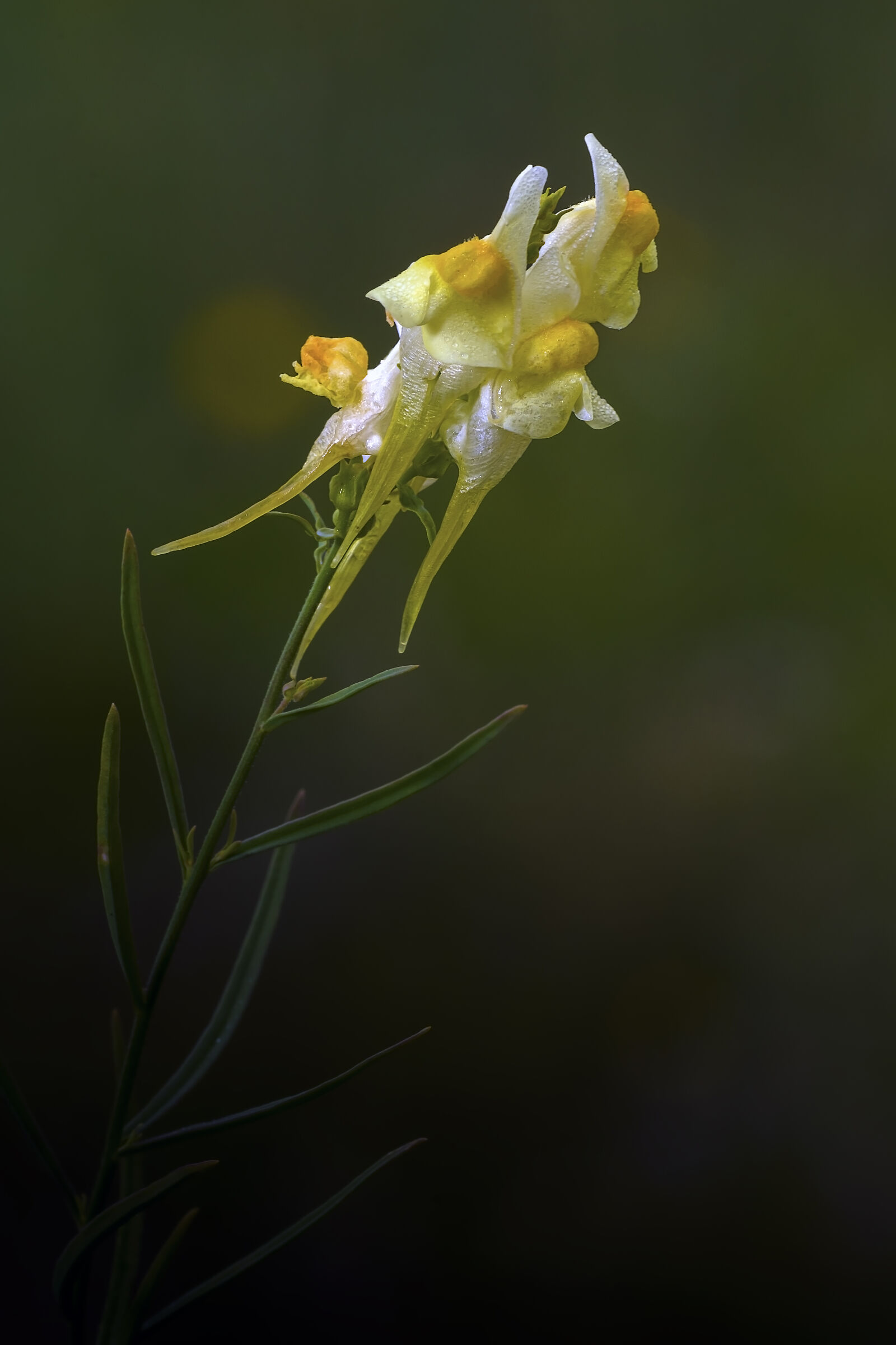 Linaria vulgaris