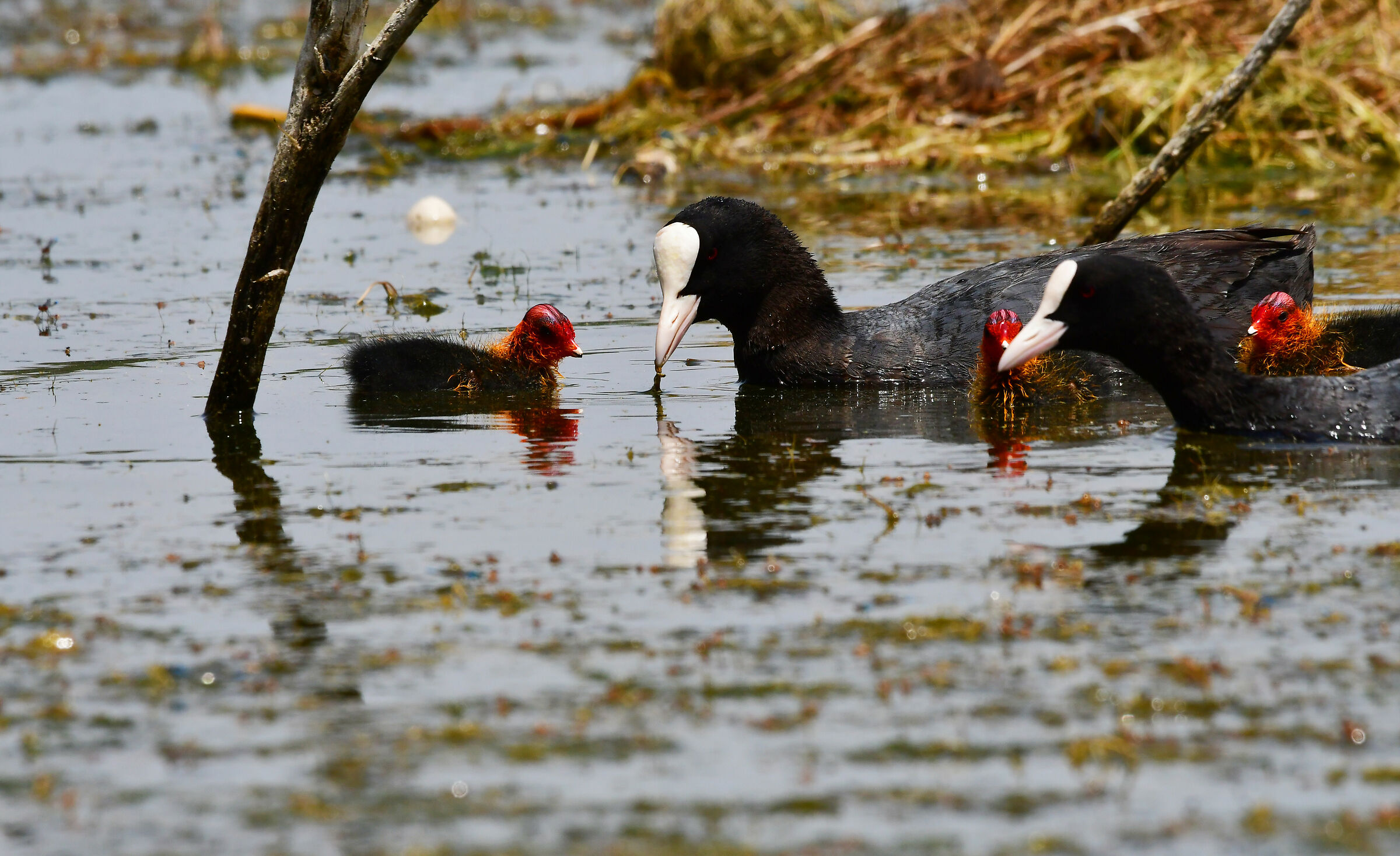 Coots