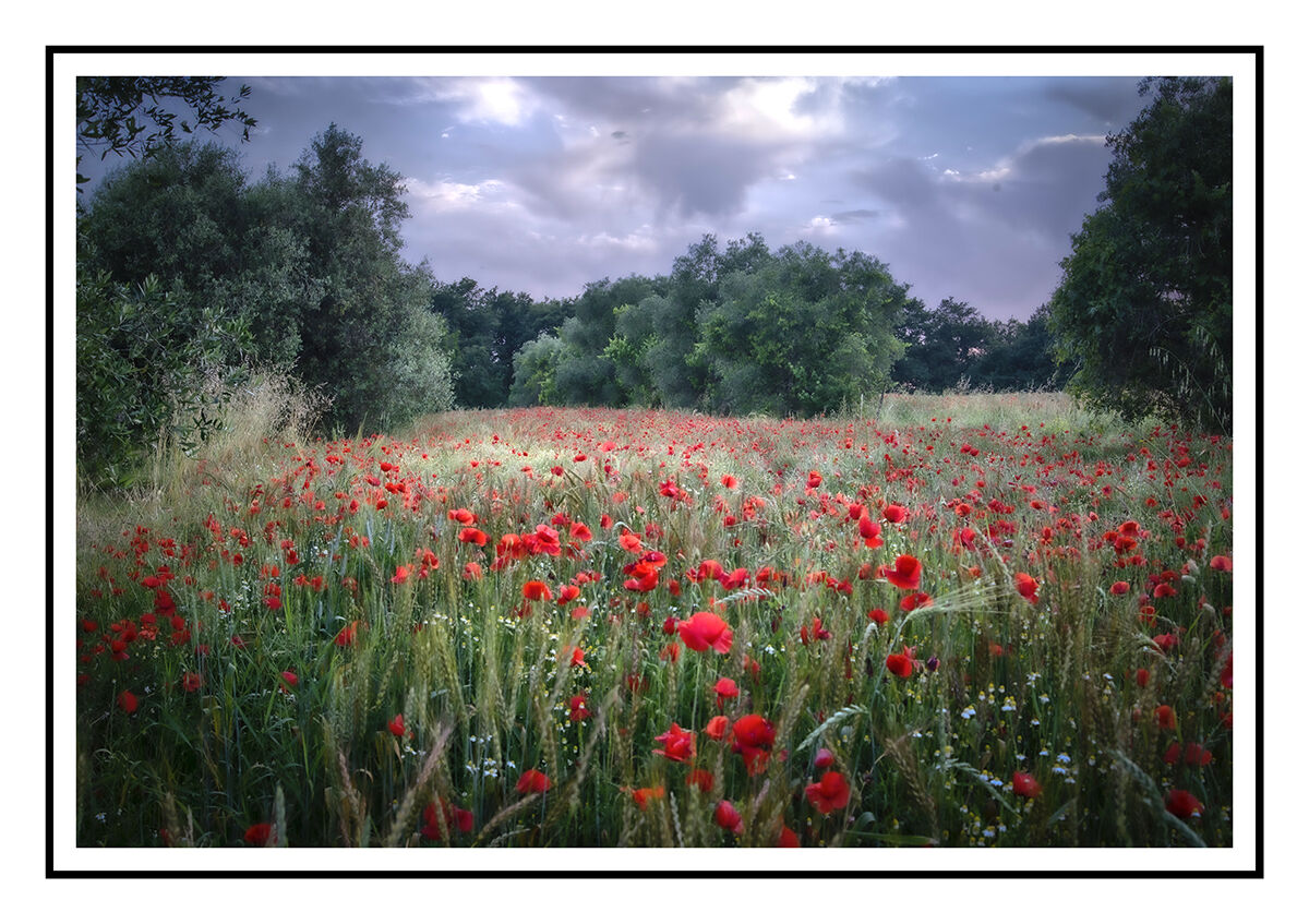 poppies in livorno