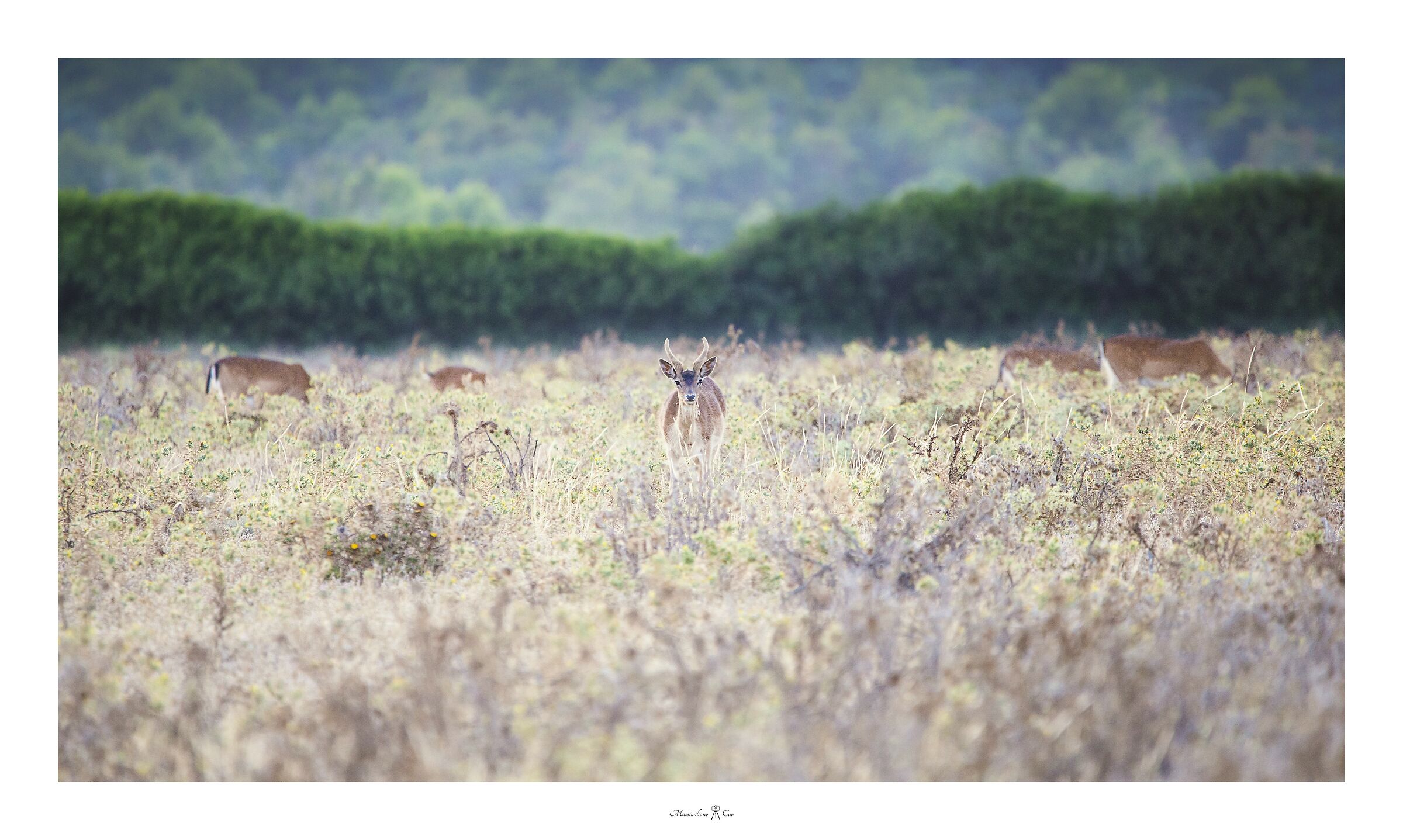 Ritratto di un pomeriggio d'estate