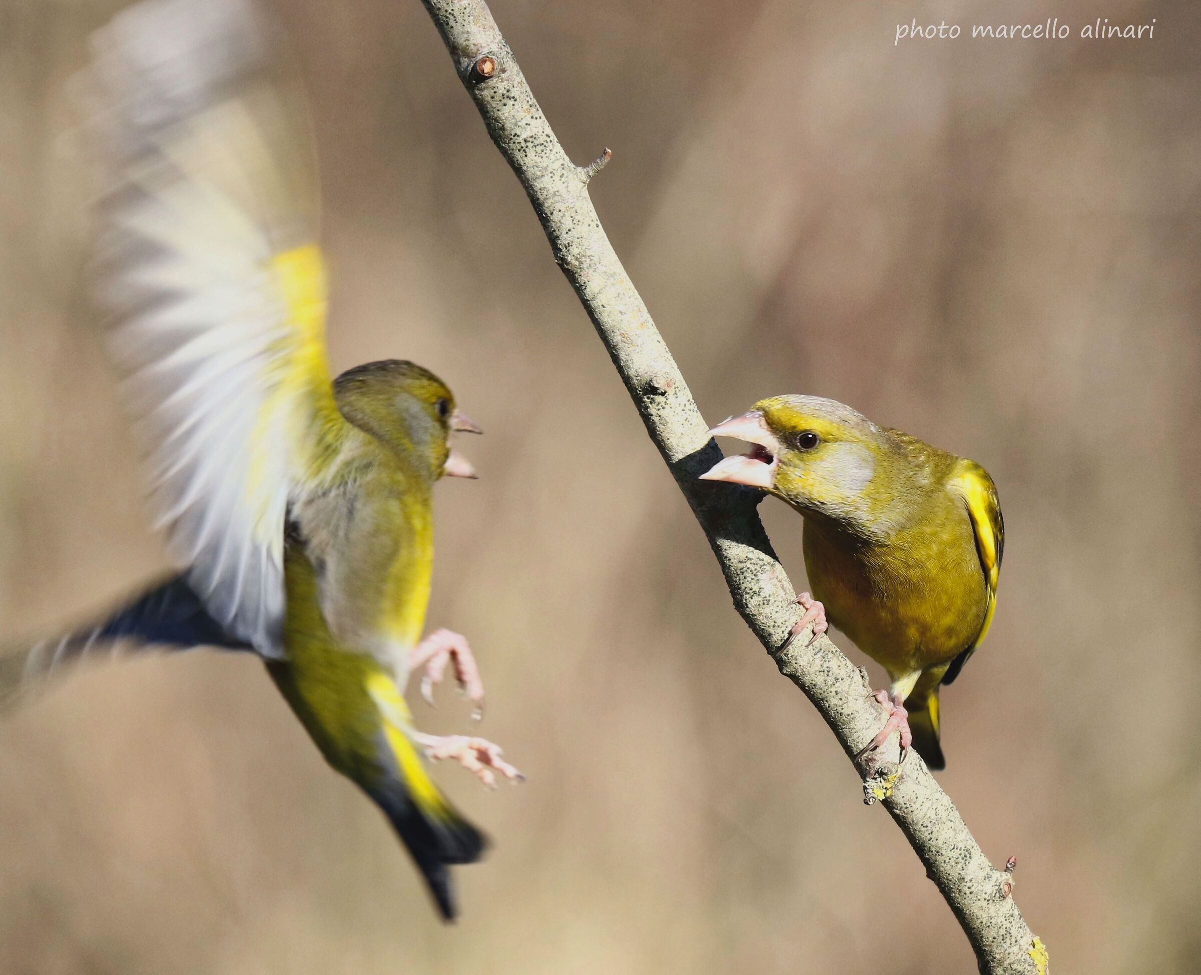 i litigiosi verdoni sempre in guerra.