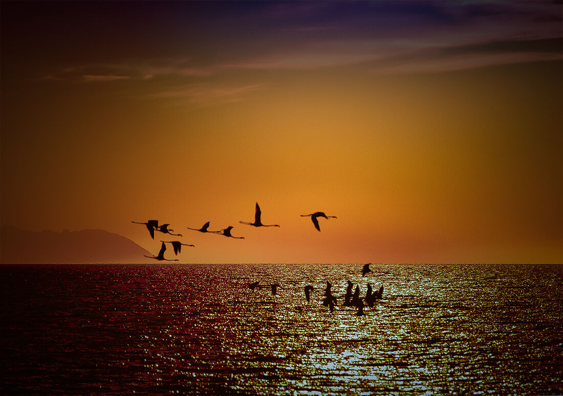 flamingos on the terrace