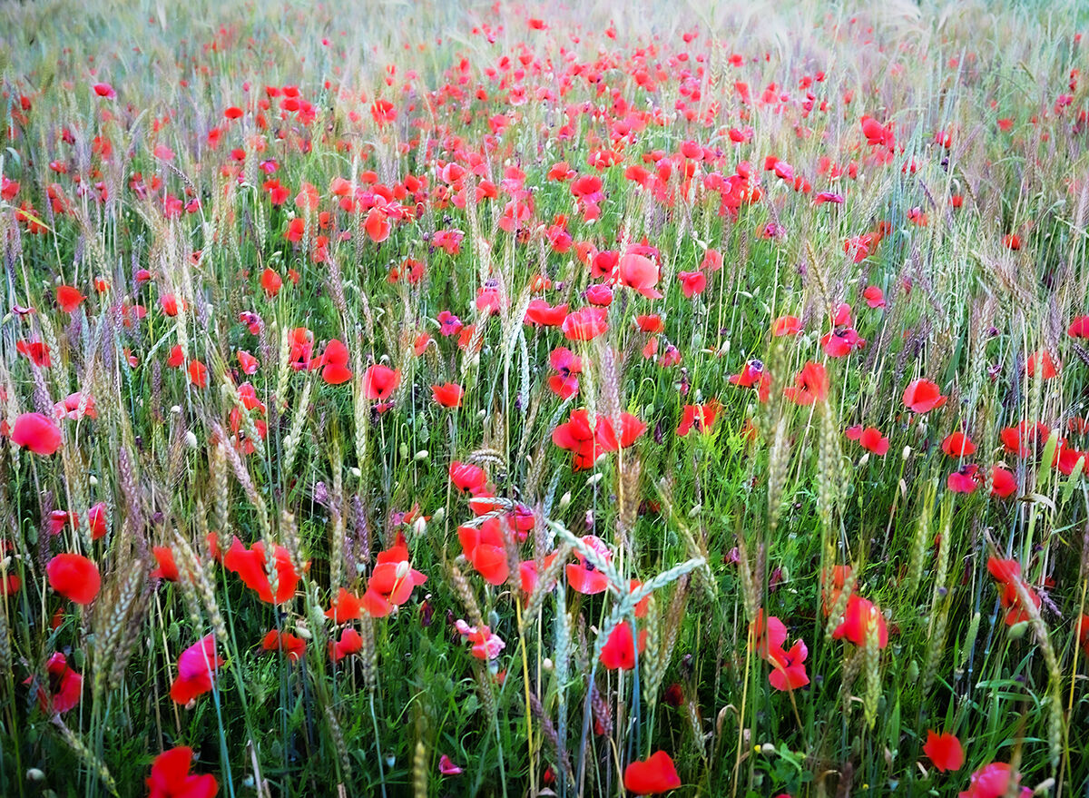 Poppies