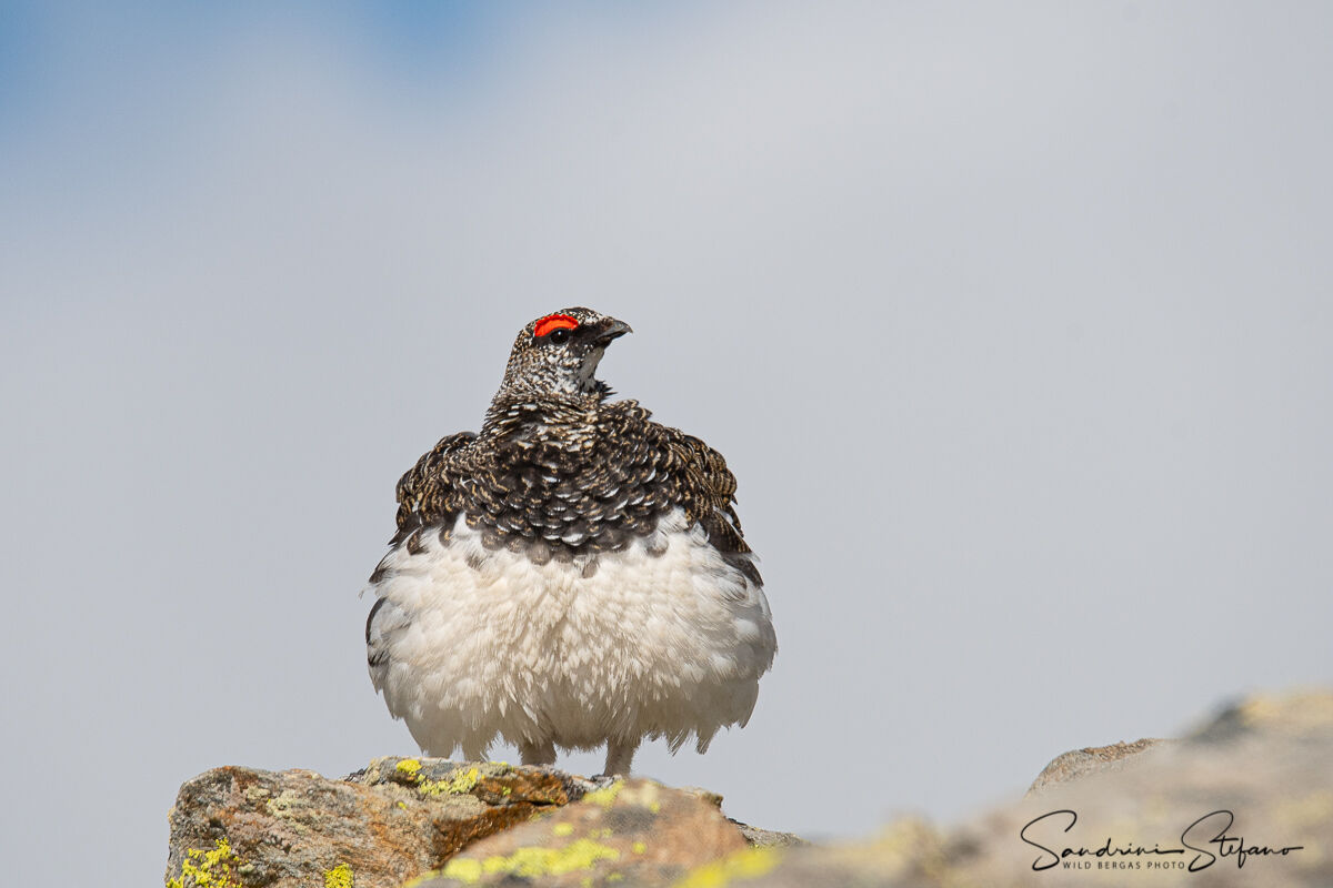 White partridge