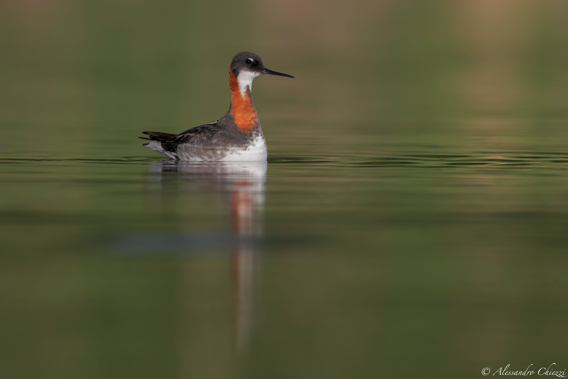 Flaropo beccosottile