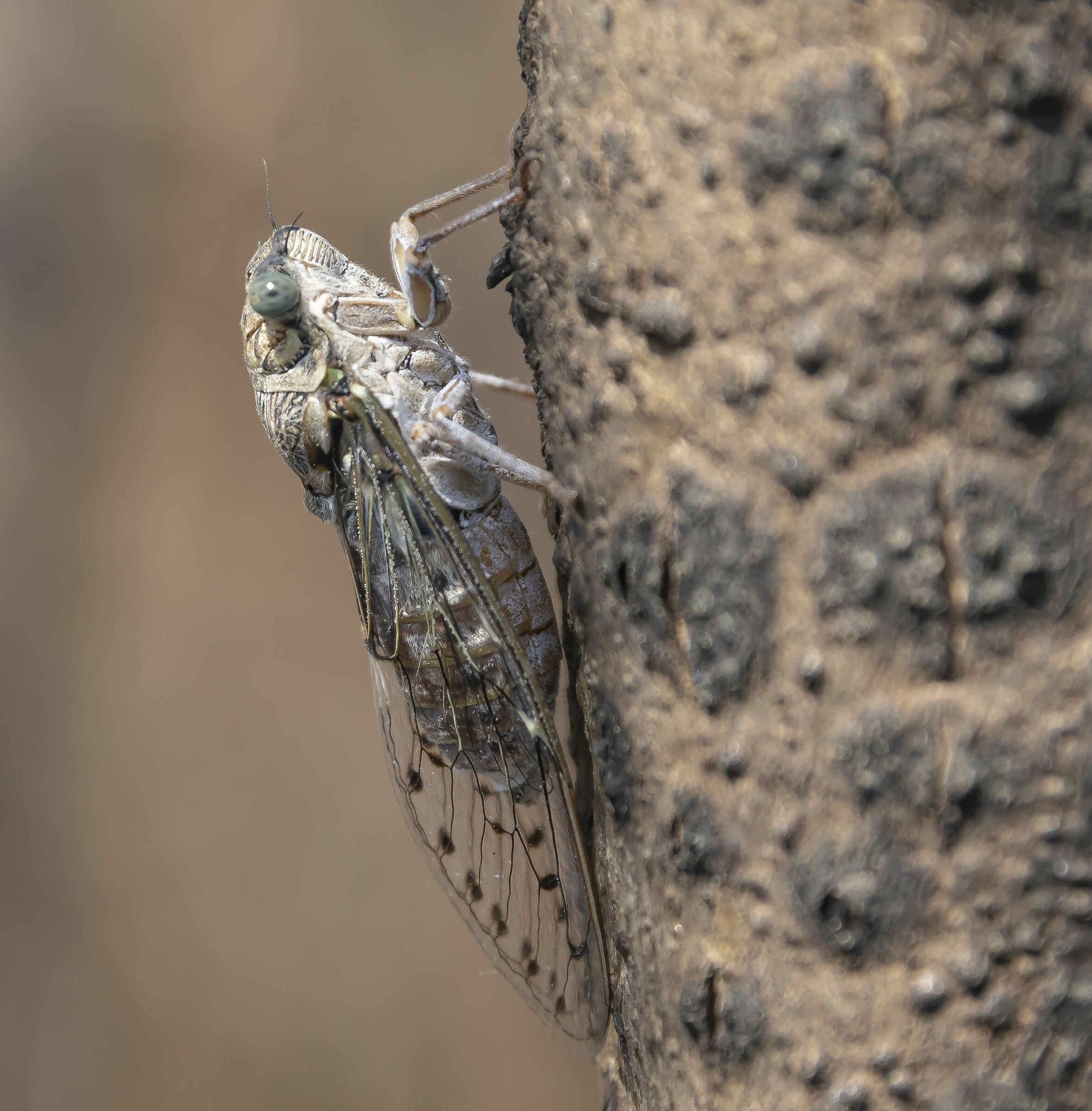 Cicada