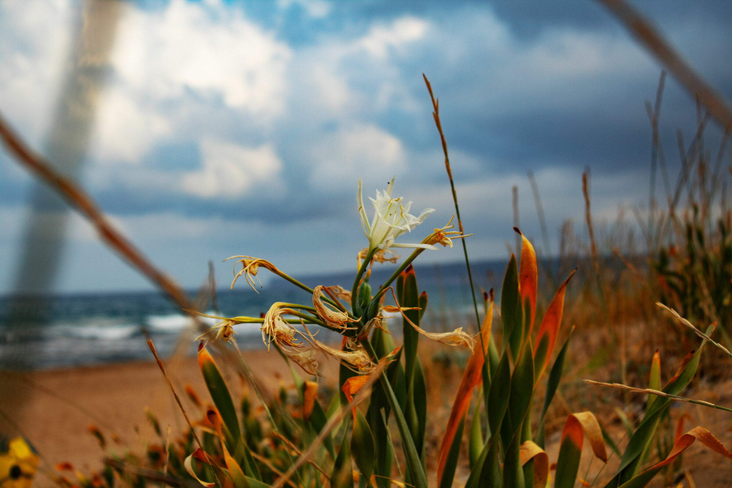 The Flower in the Sand