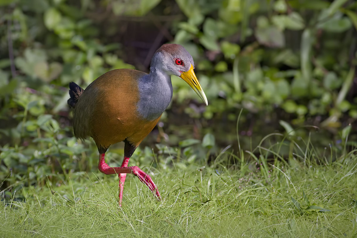 Grey-necked Wood-Rail