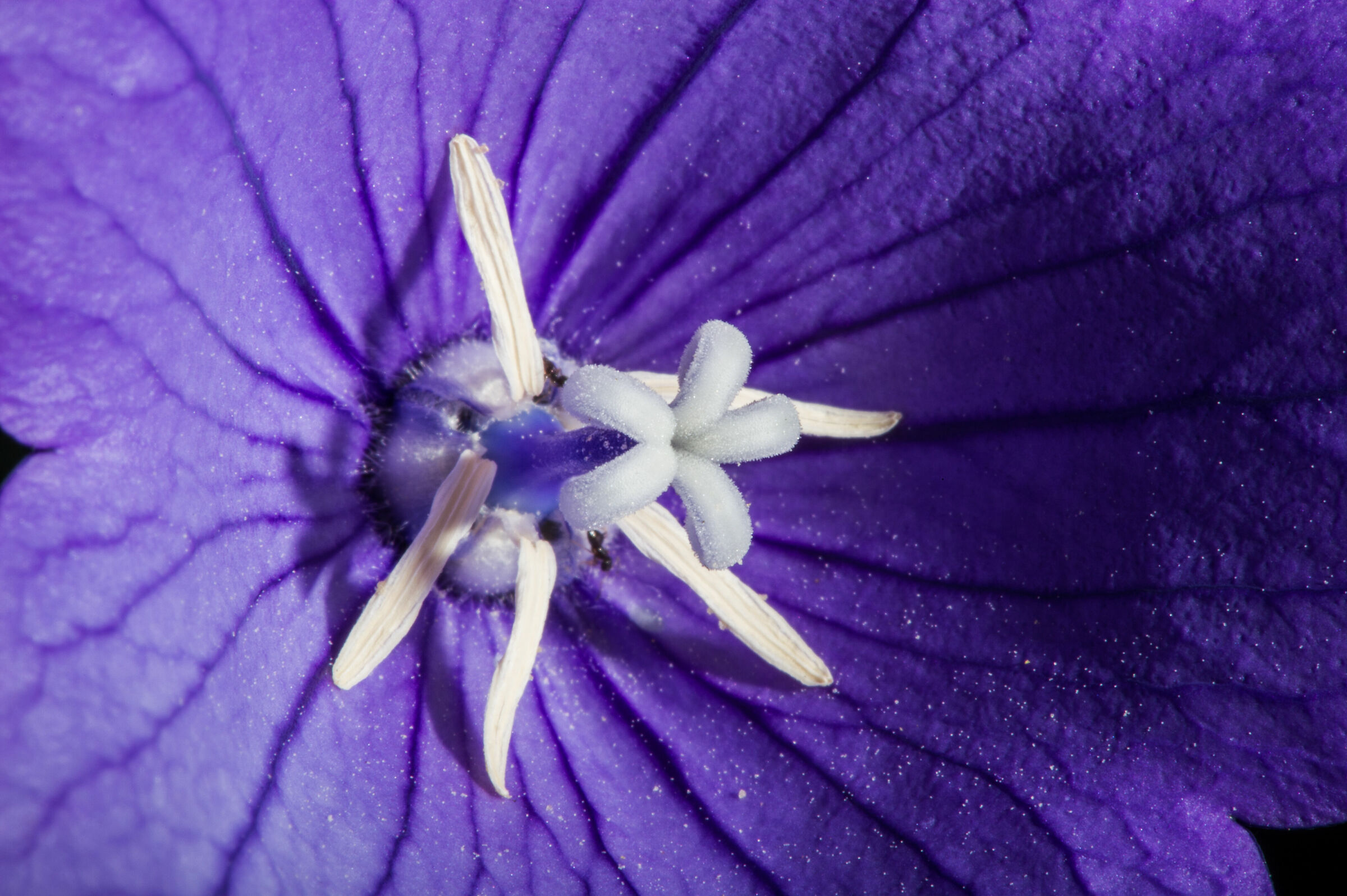 Campanula
