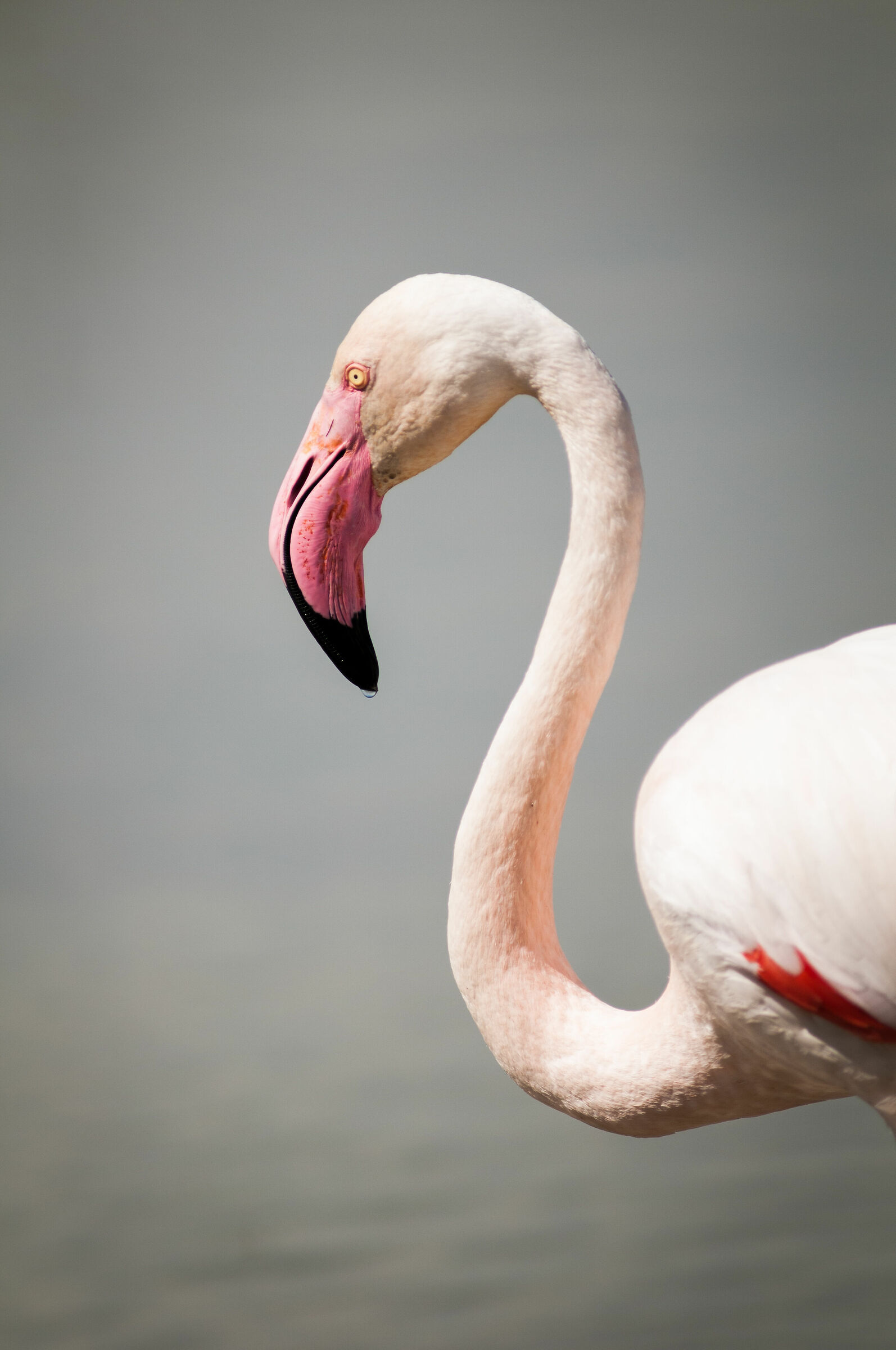 camargue