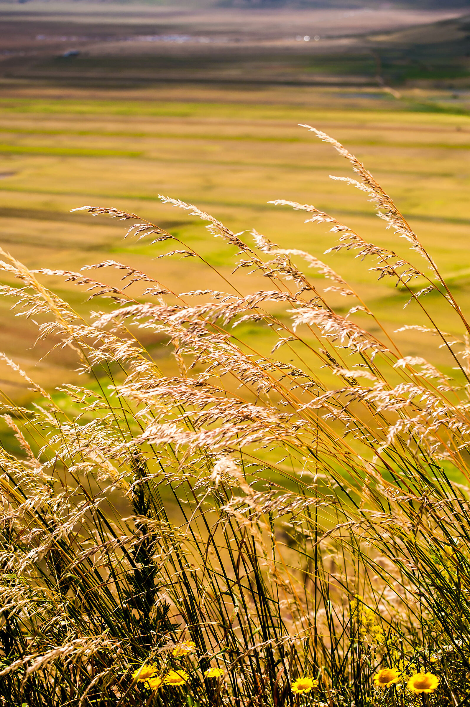 A Castelluccio la fioritura si può anche immaginare ....