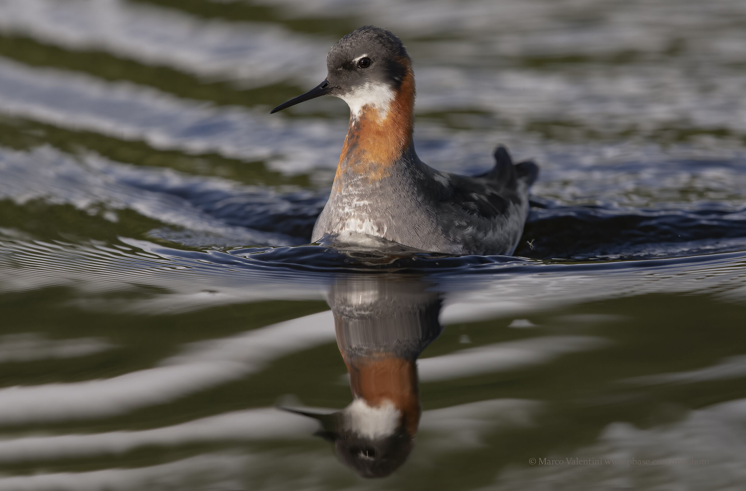 Thin-billed falaropo