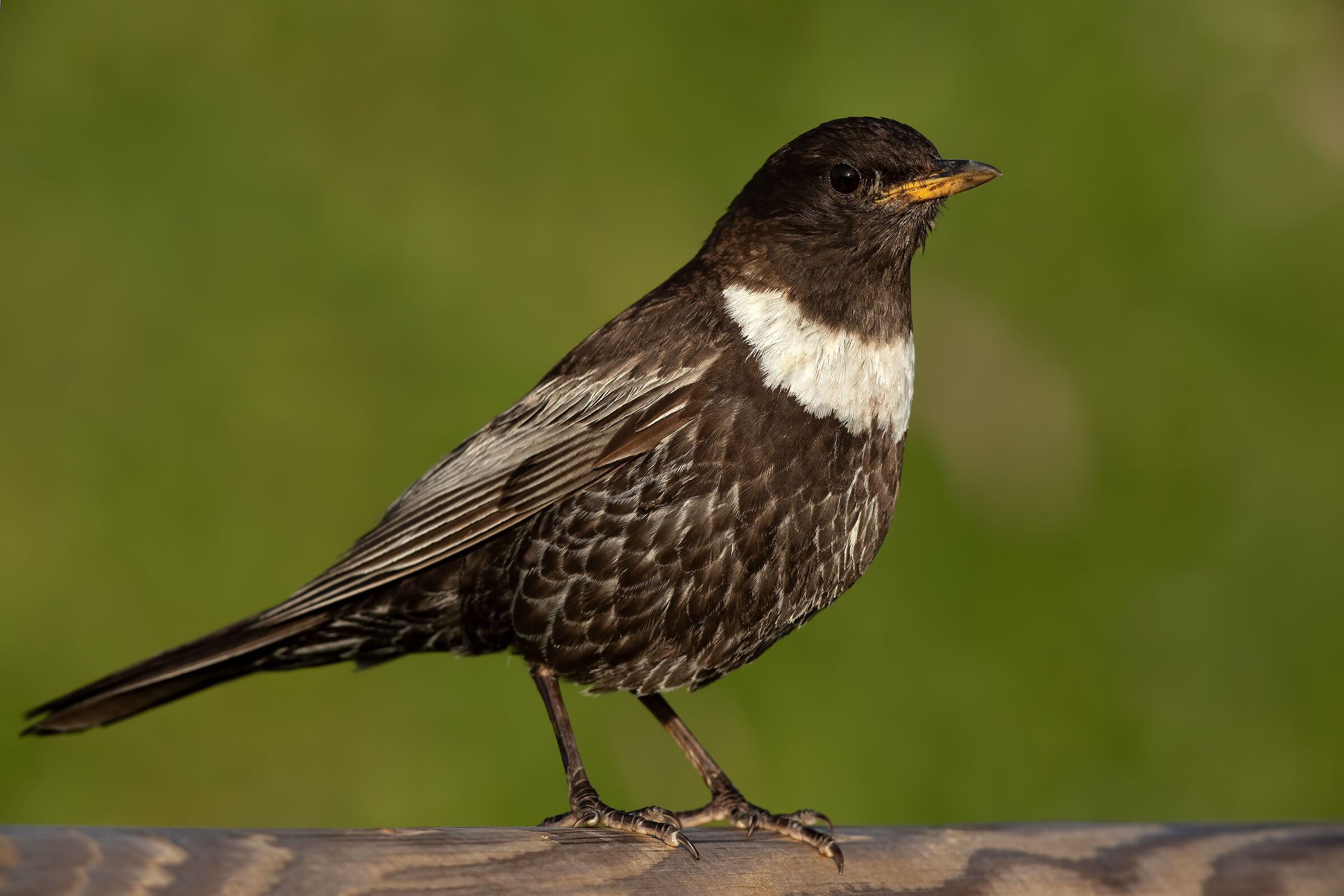 Collared blackbird