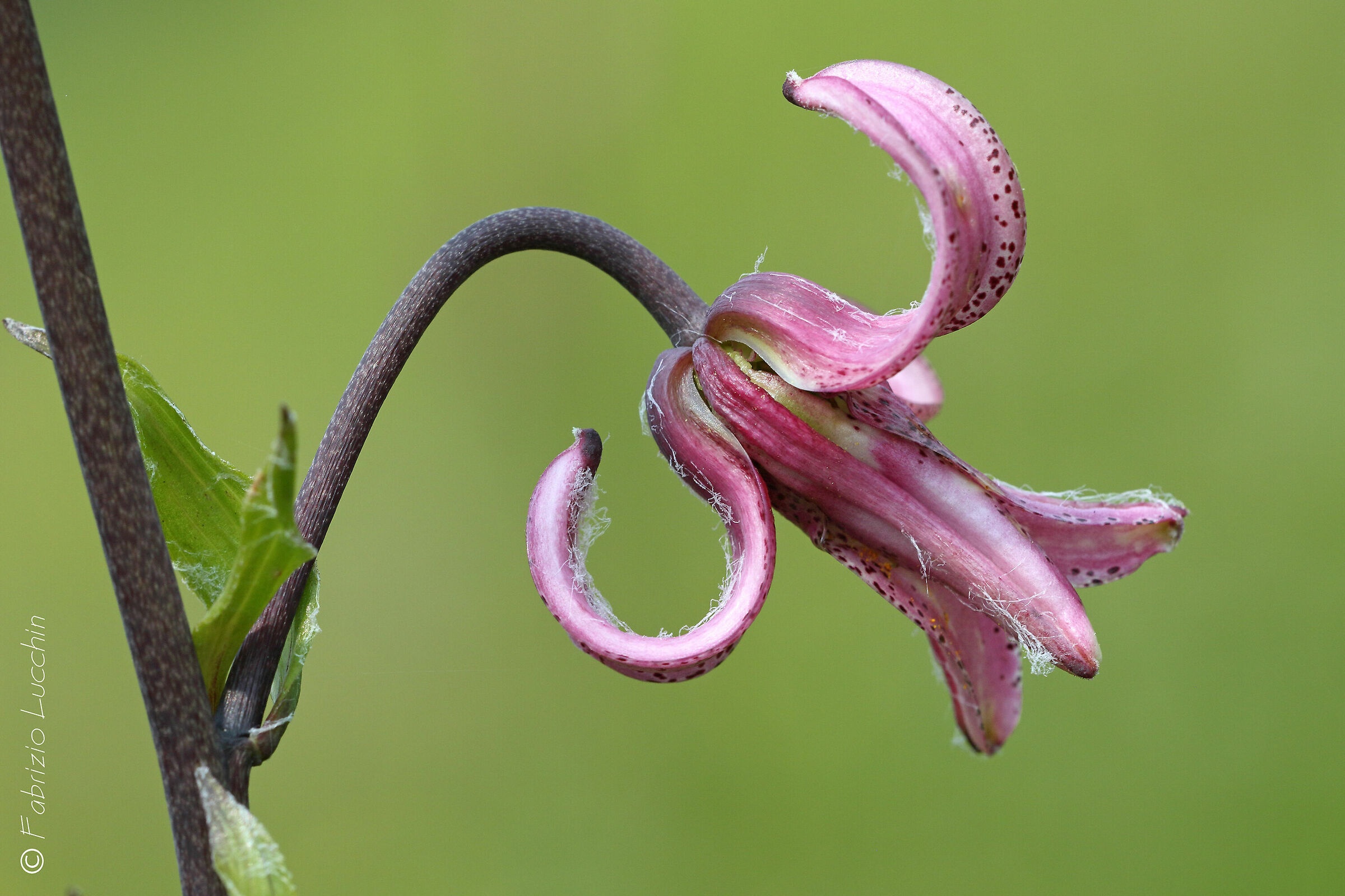 Sto sbocciando (Giglio Martagone)