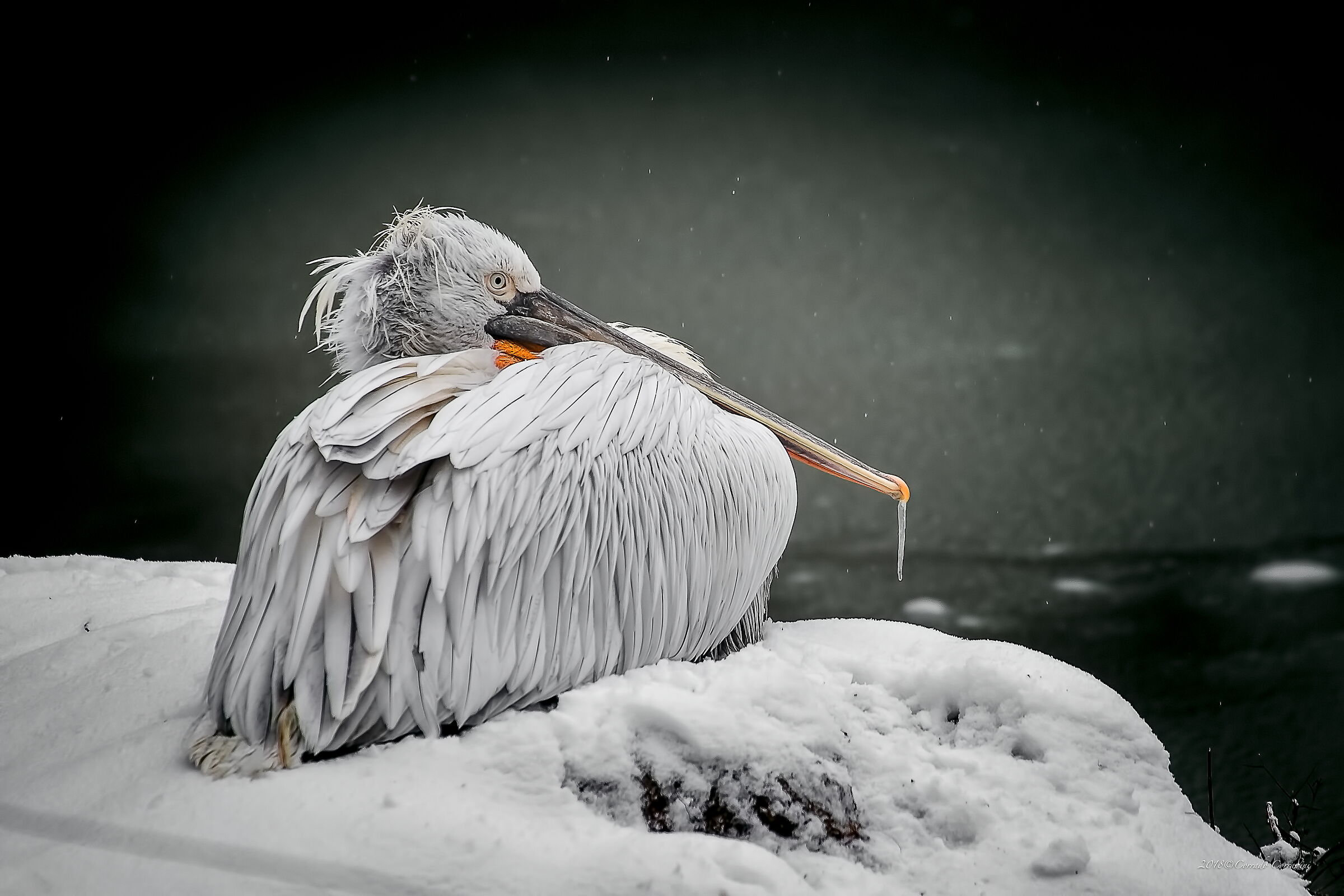 The drop to the nose