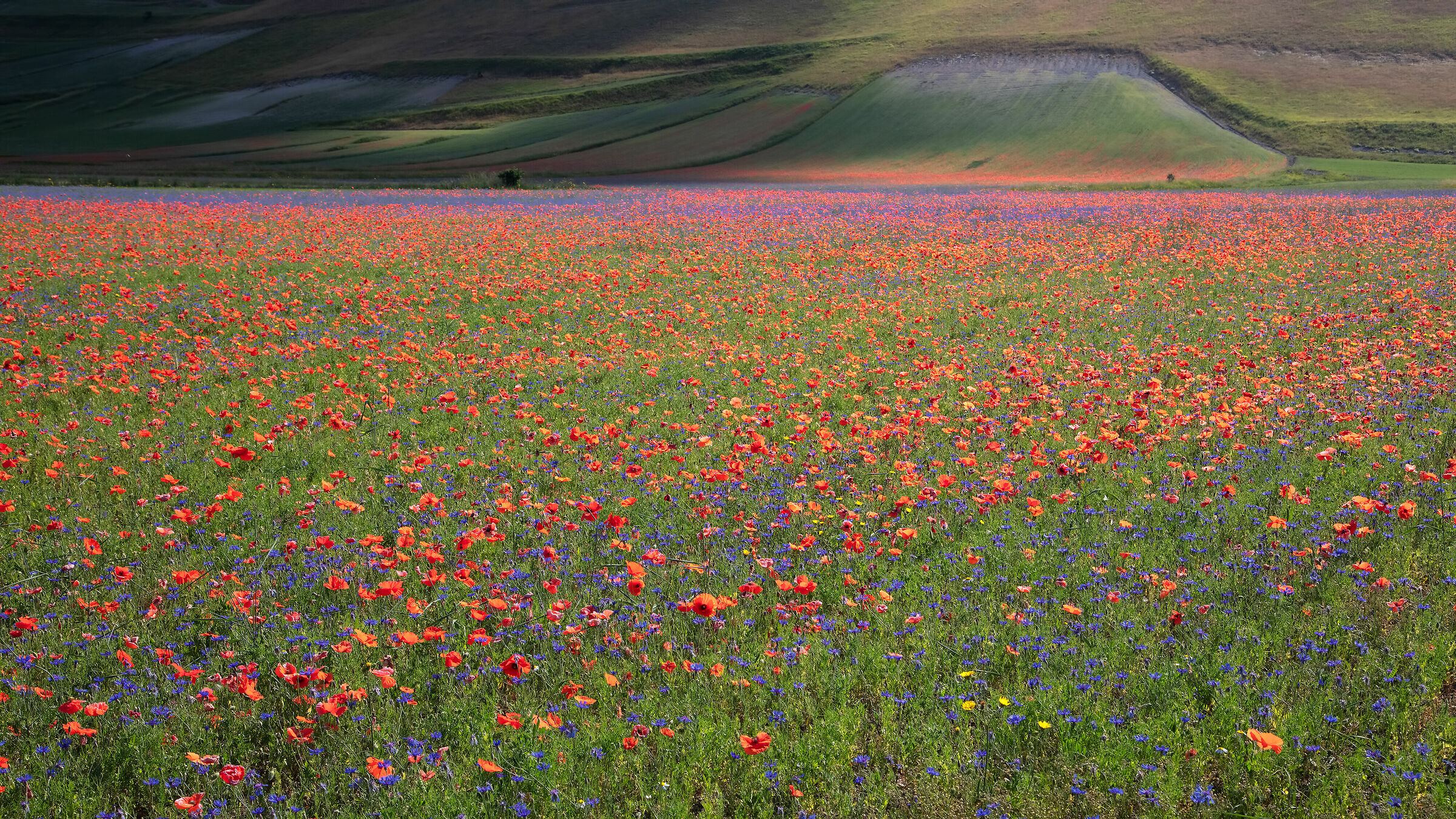 Castelluccio di Norcia - Pian Grande, fioritura 2019