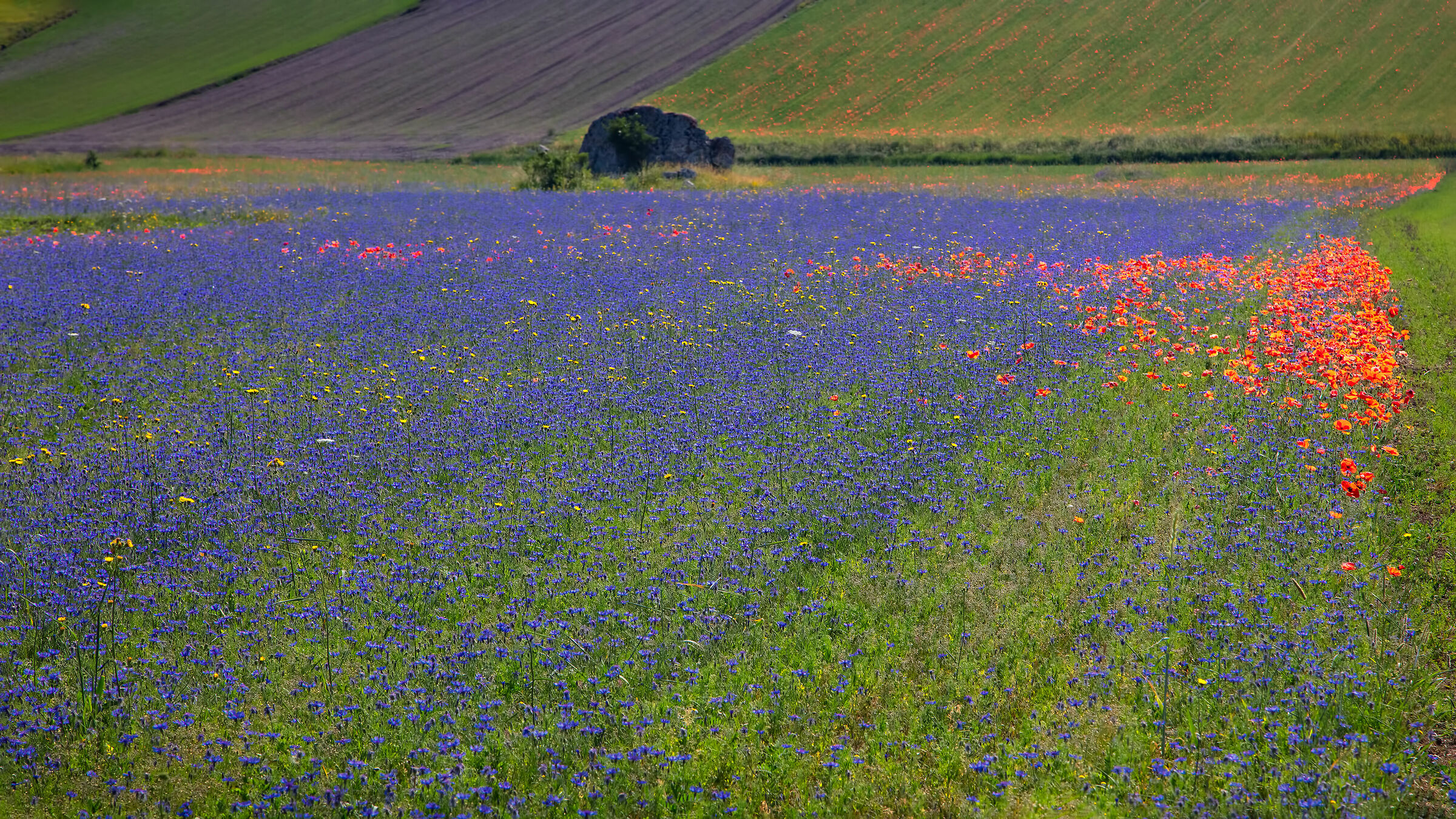 Castelluccio di Norcia - Pian Grande, fioritura 2019