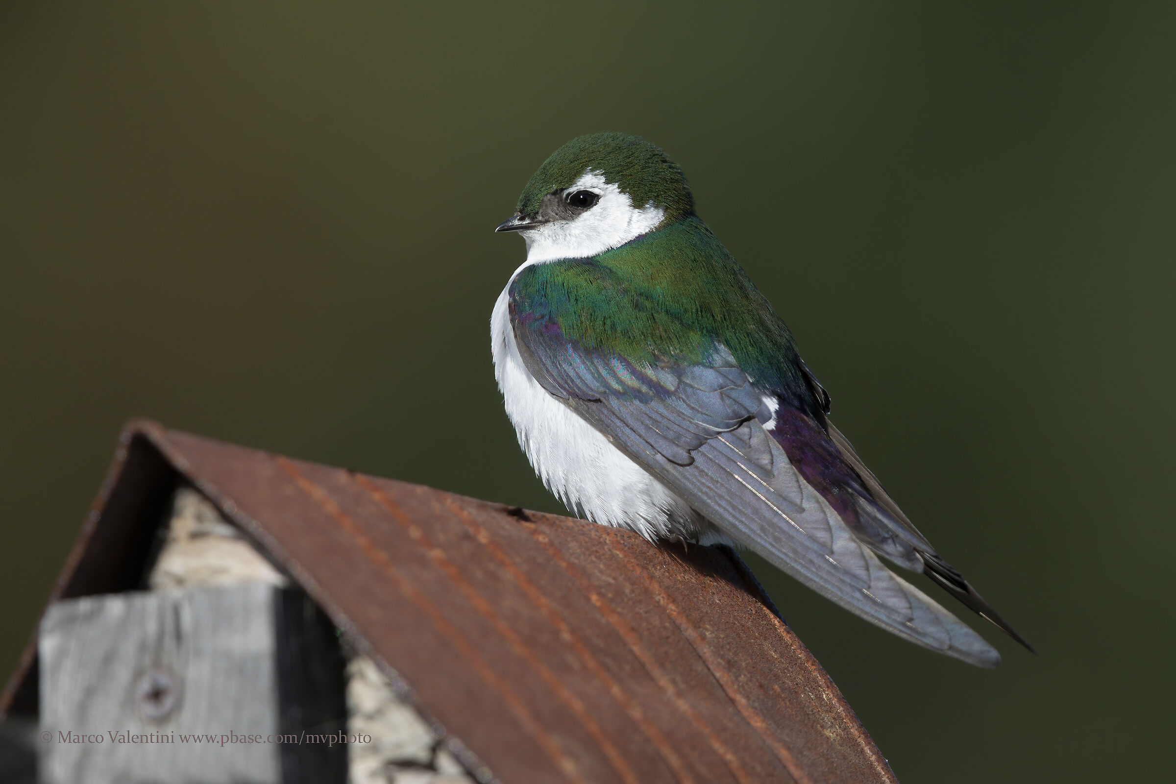 Green-purple swallows