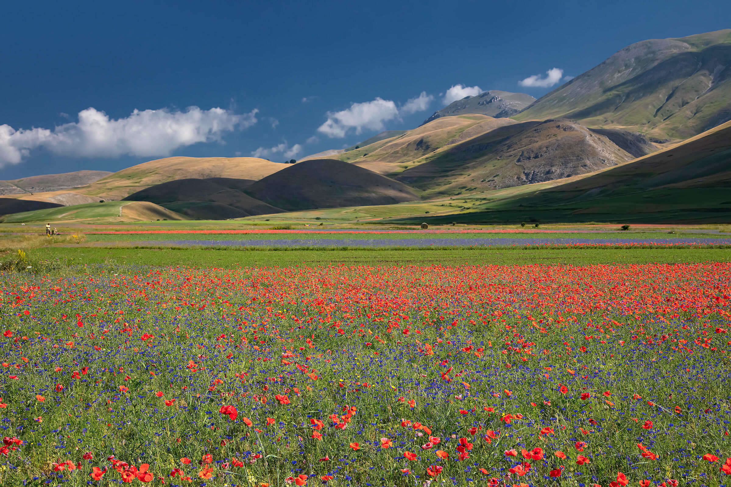 Castelluccio di Norcia - Pian Grande, fioritura 2019