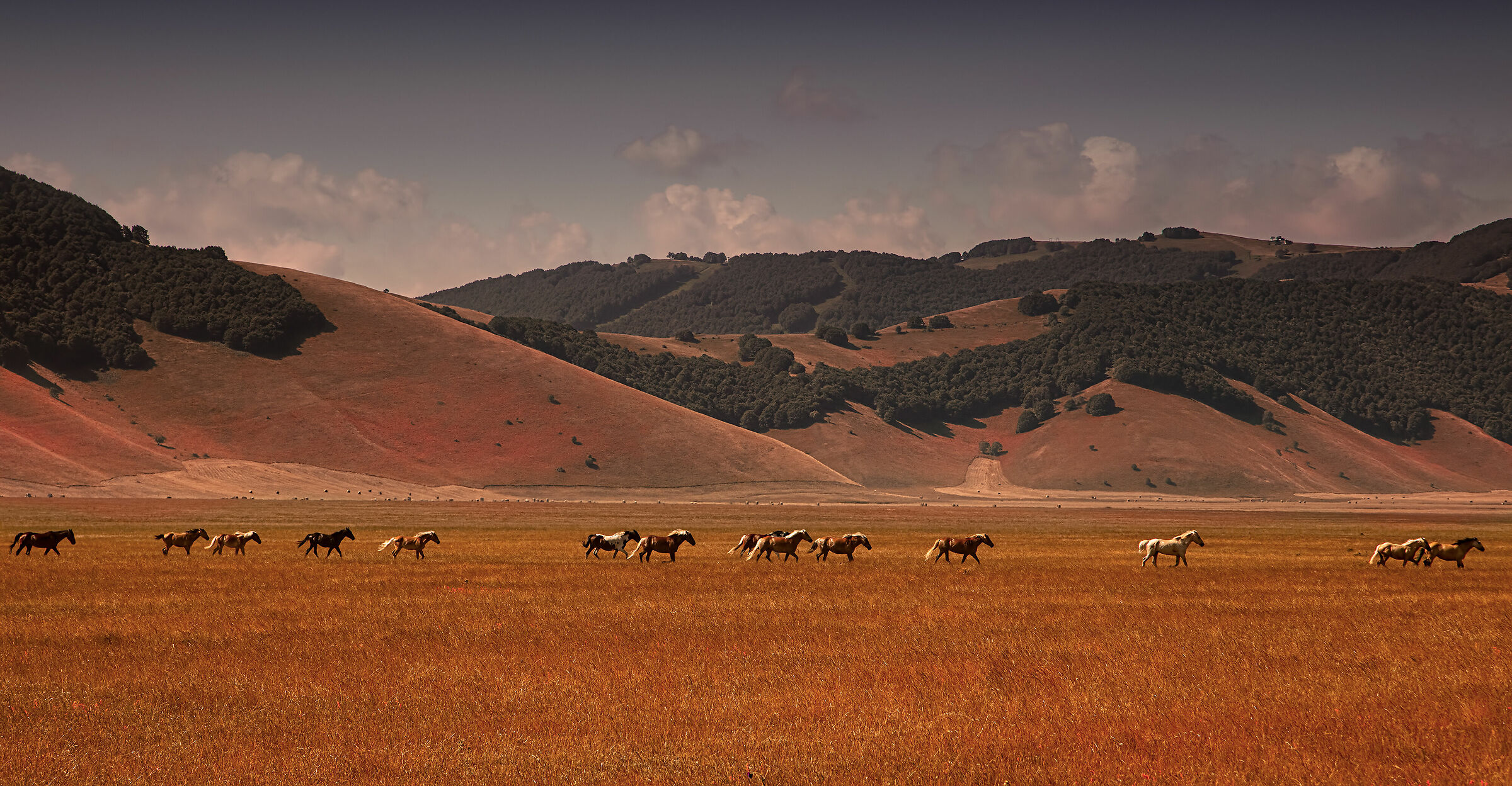 Le praterie del Pian Grande - Luglio 2019