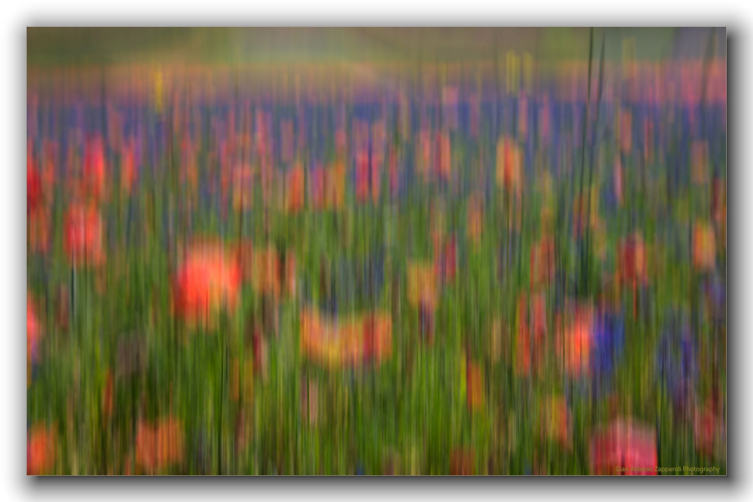 Castelluccio di Norcia - Pian Grande, fioritura 2019