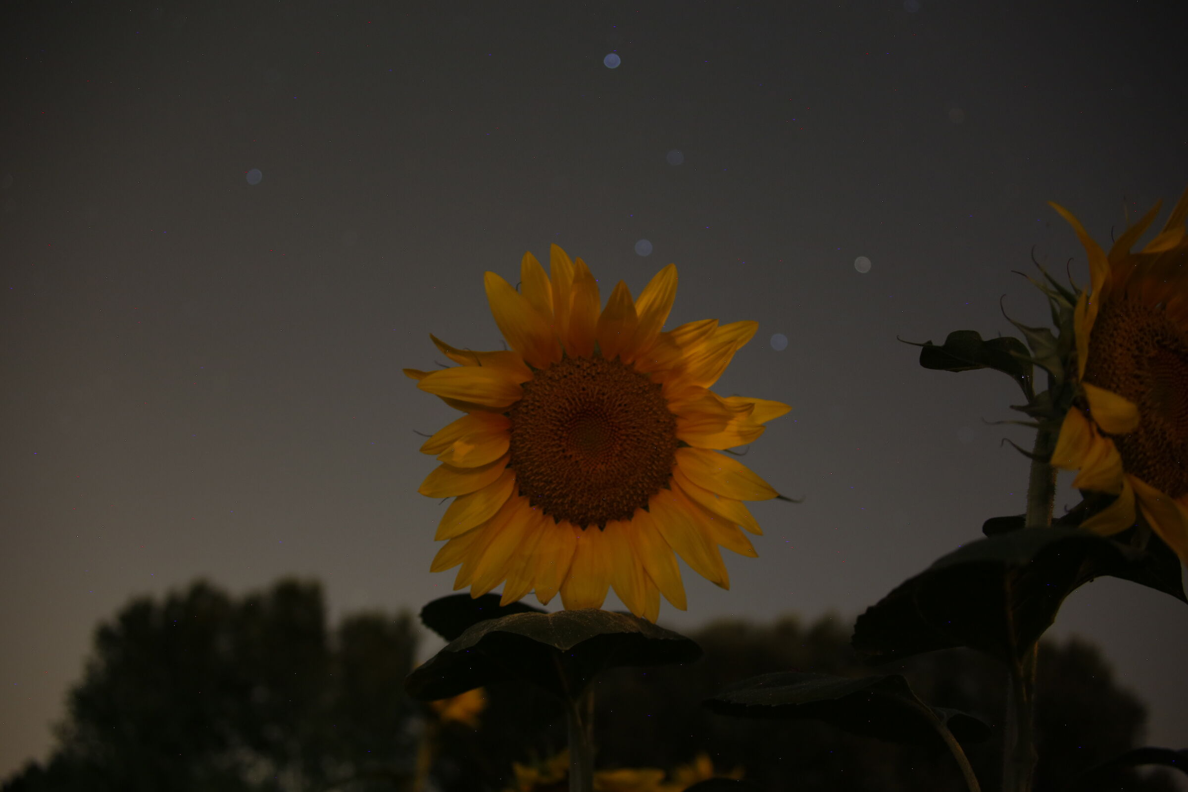 Night sunflower
