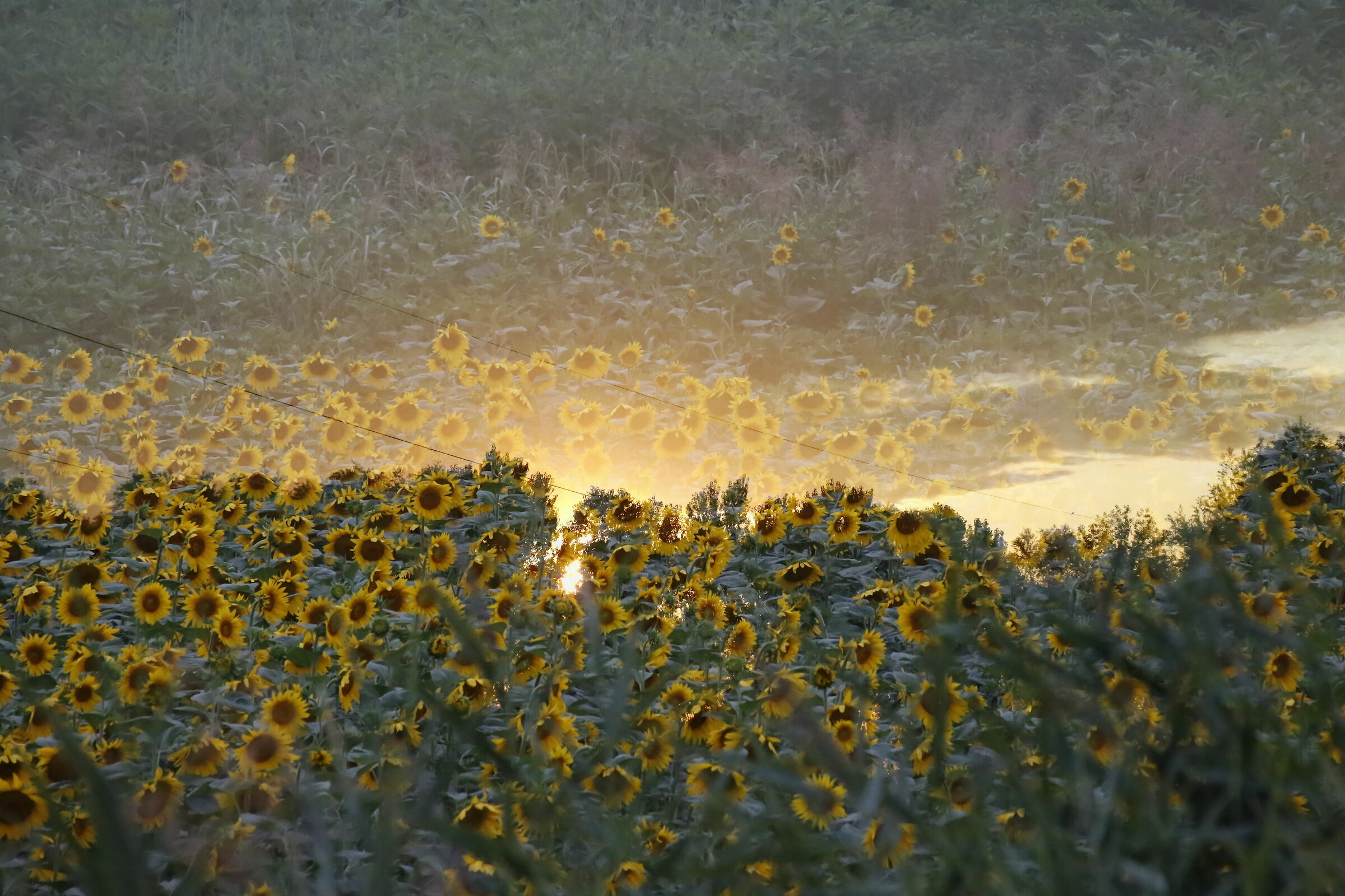 Sunflowers