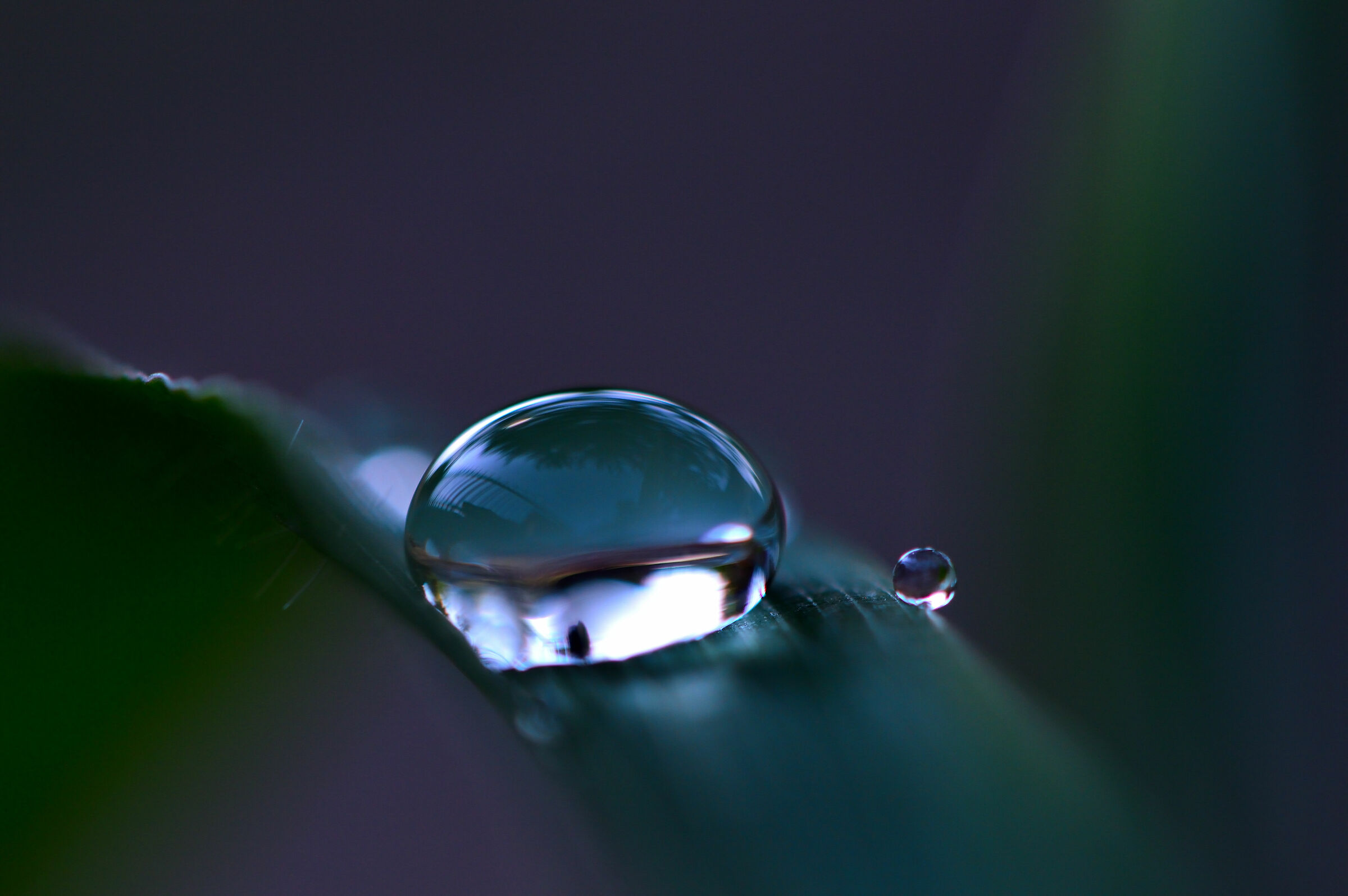 drop on blade of grass