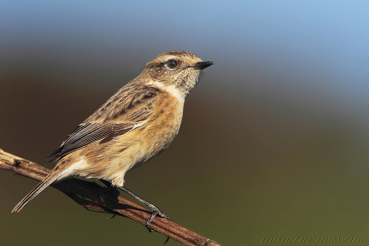 Saltimpalo (Saxicola rubicola)