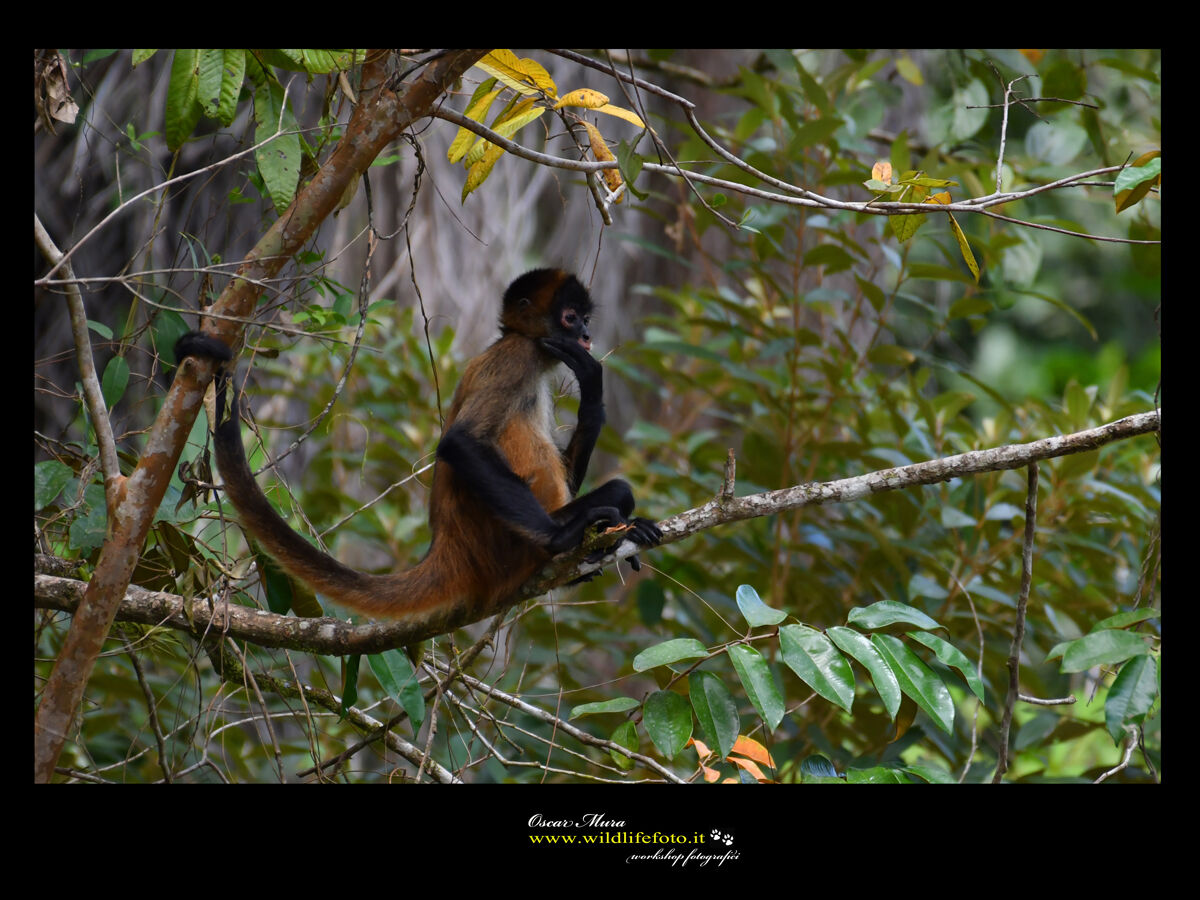 Scimmia Ragno