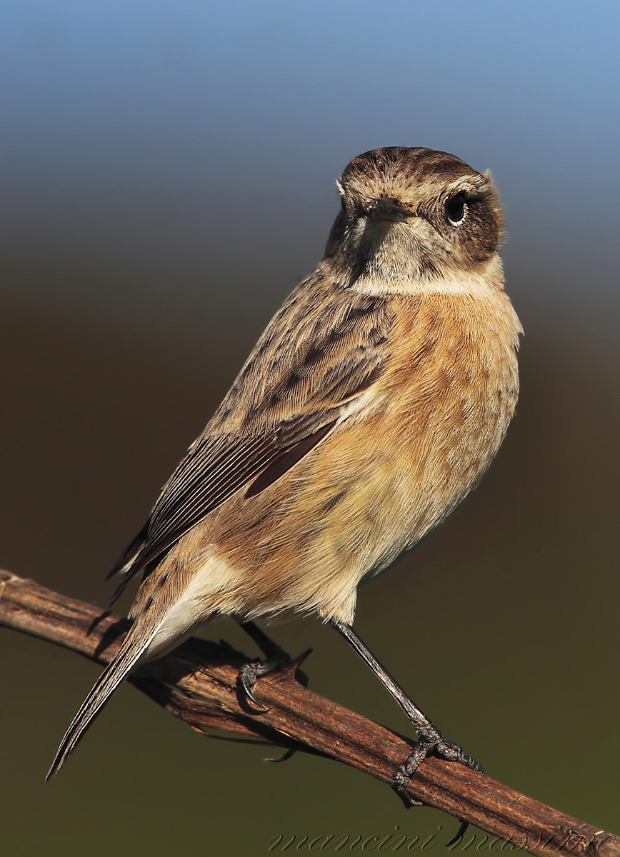Saltimpalo (Saxicola rubicola)