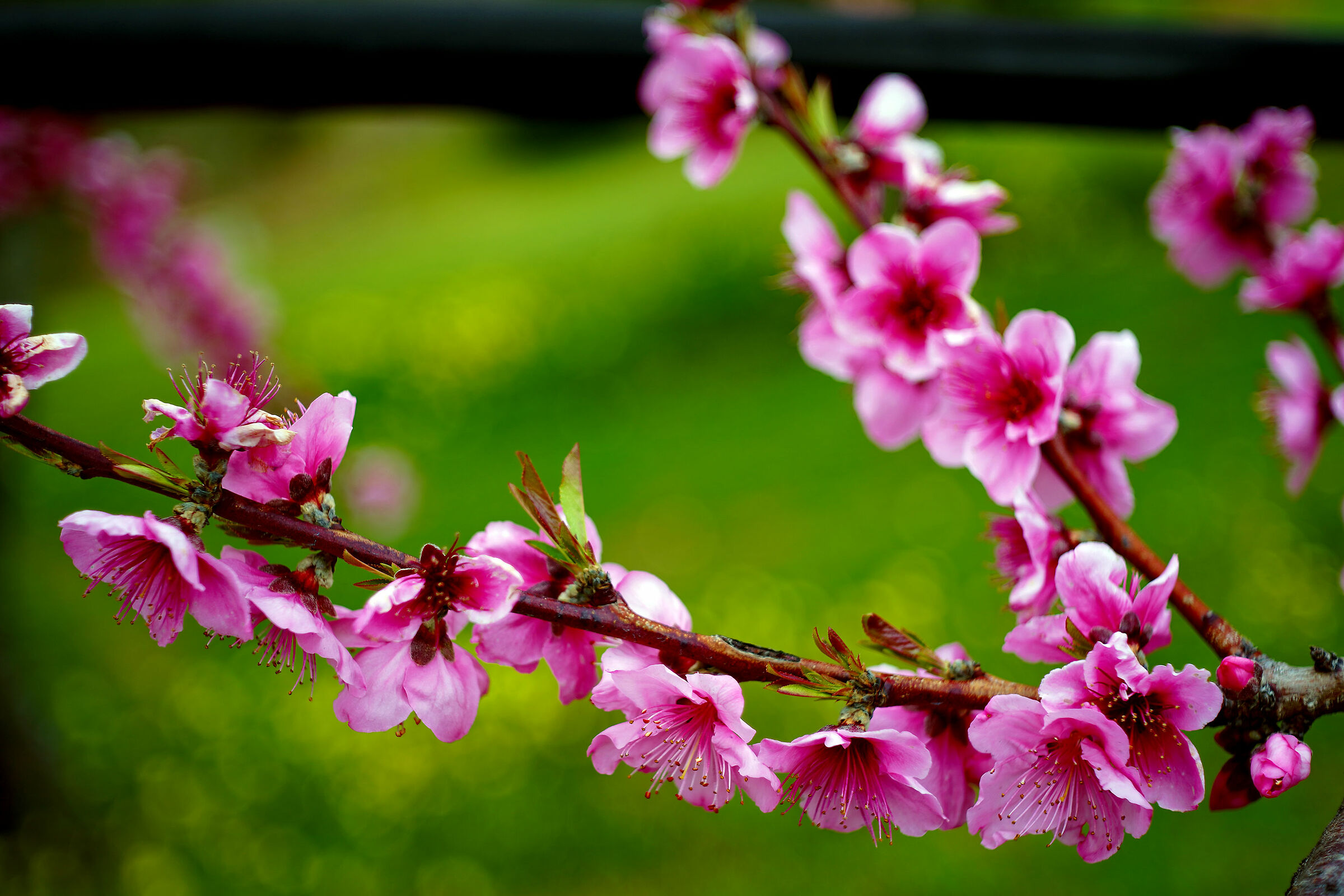 ...e d'improvviso esplode Primavera