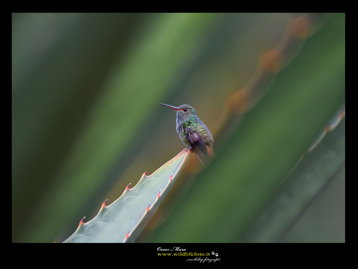 Rufus-tailed Hummingbird