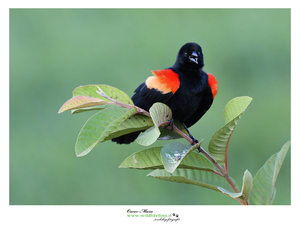 Red windged Blackbird