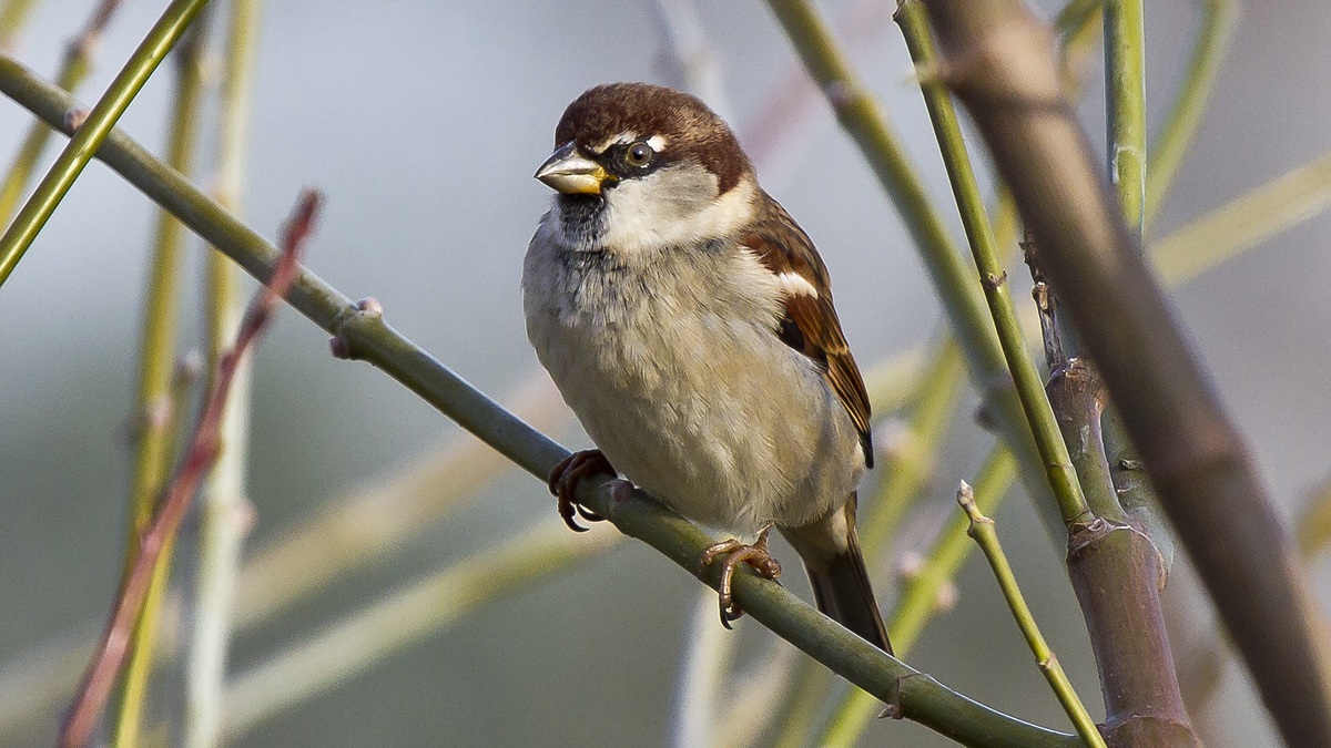 European male sparrow