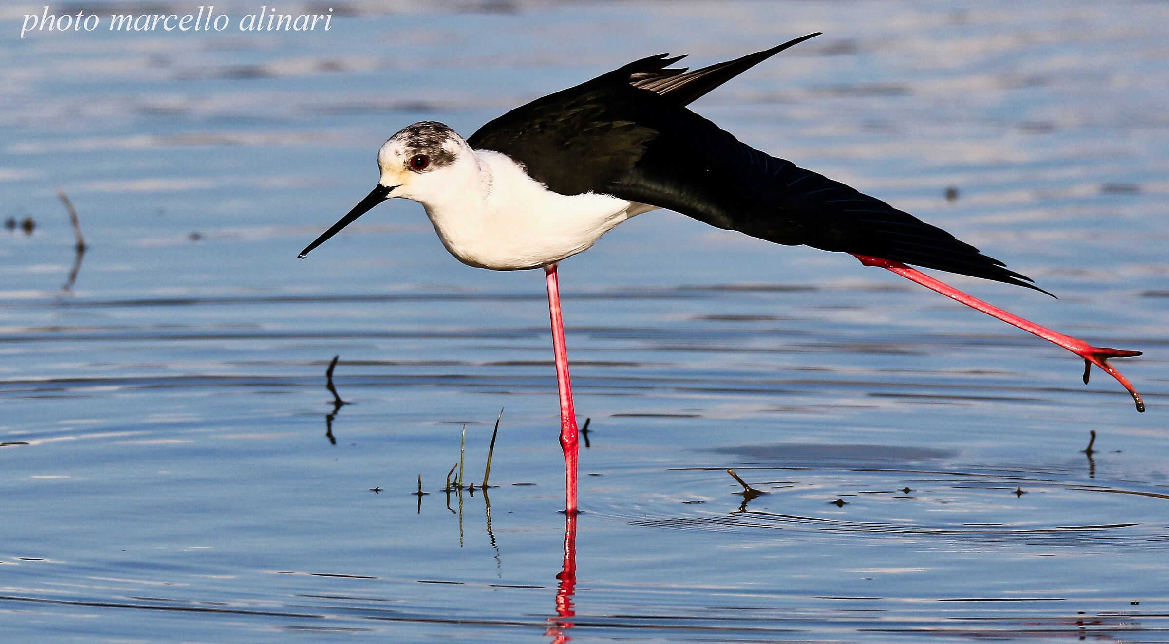 ho bisogno di stiracchiarmi un po' - cavaliere d'ita...