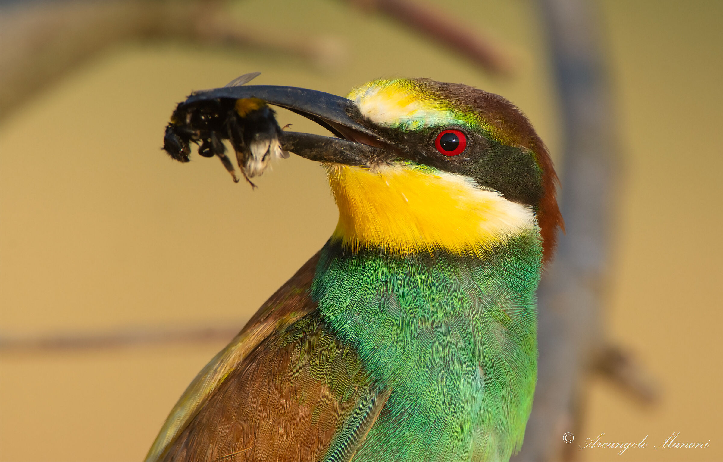 Il ladro d'insetti colto sul fatto