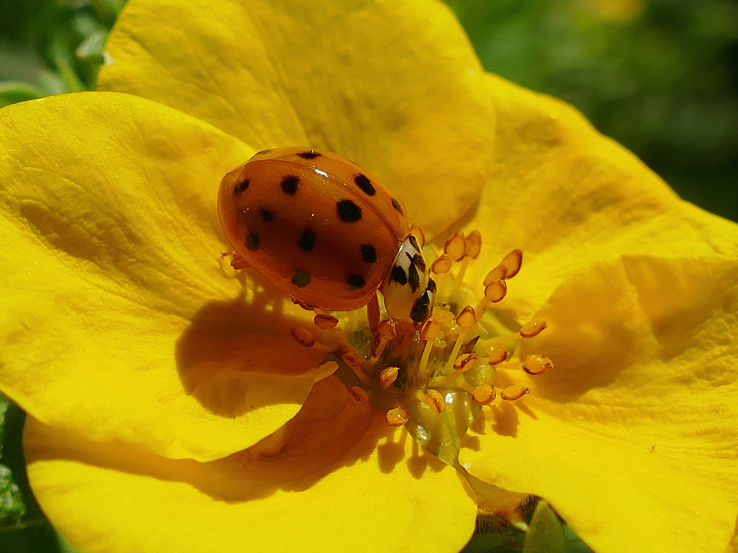 Ladybird (Harmonia axyridis)