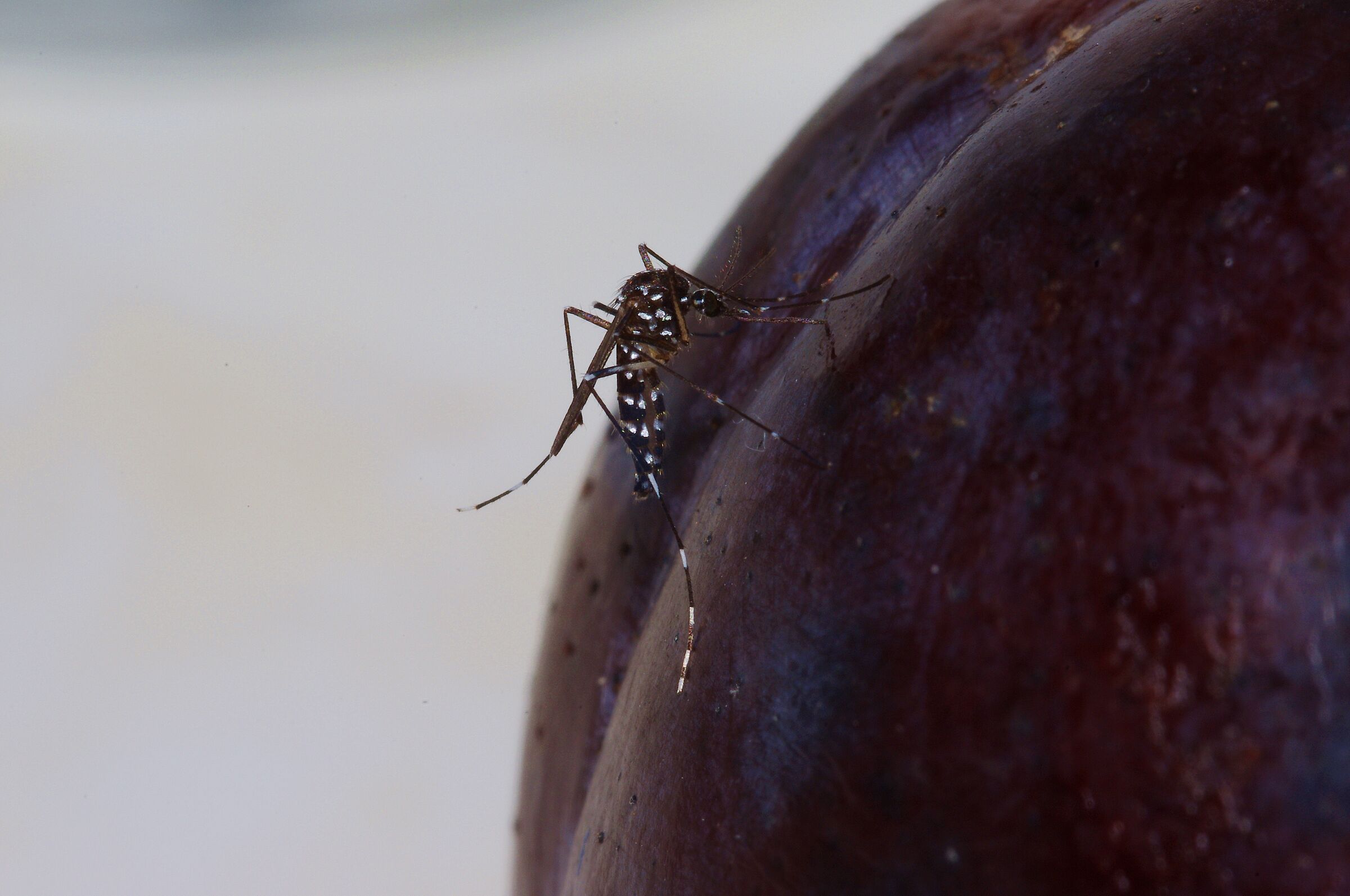 Zanzara tigre su di una susina