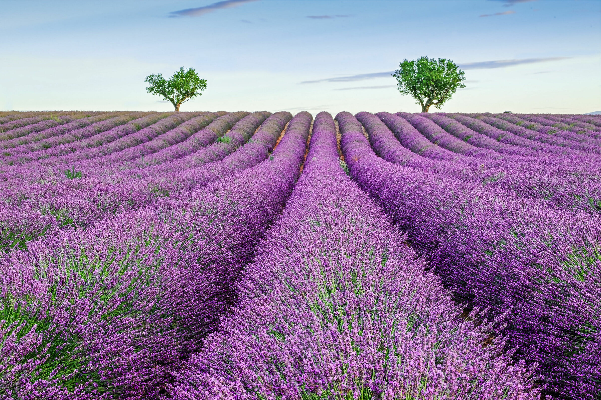Lavender in Valensole
