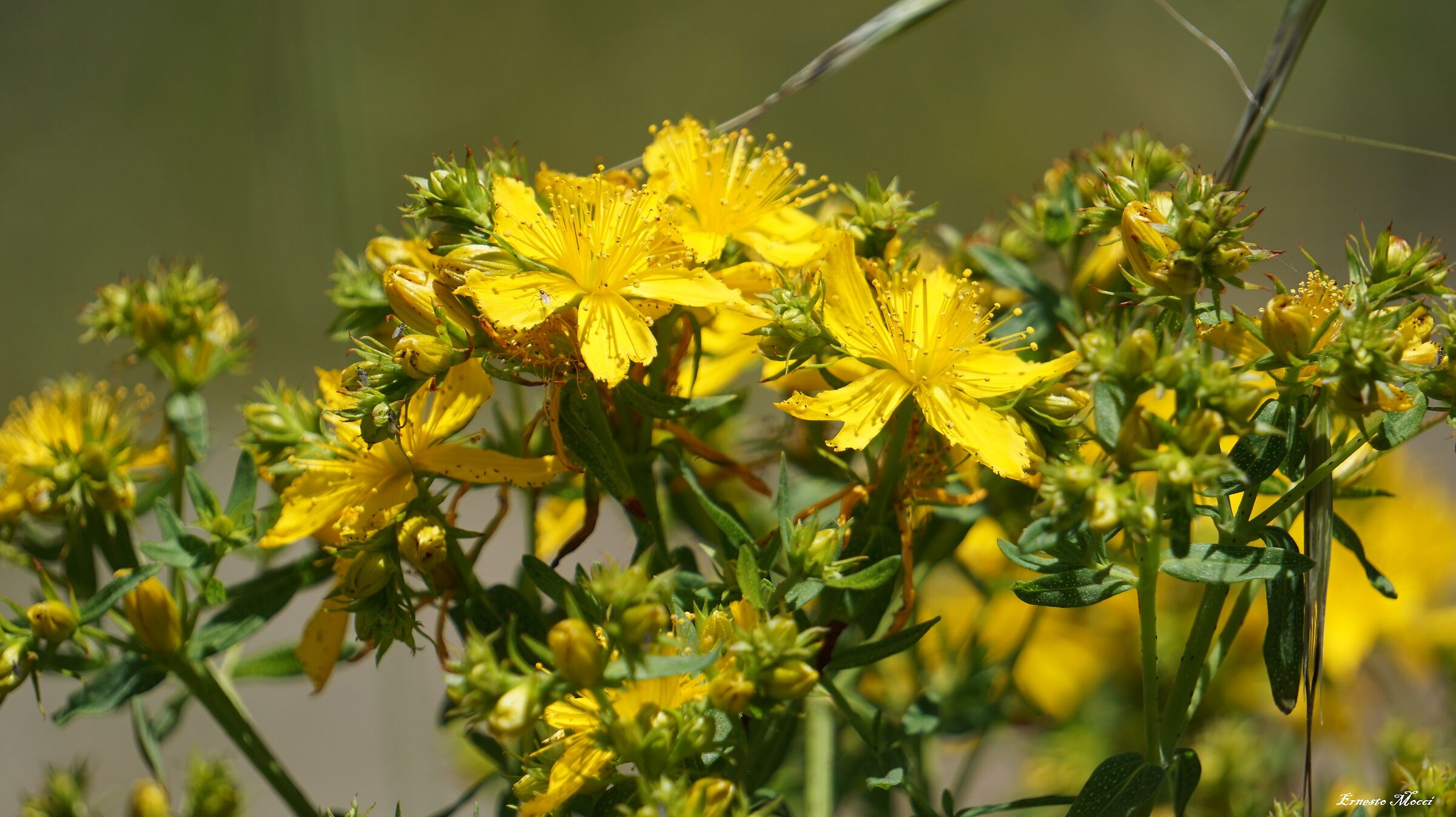 Omaggio al Maestro Andrea