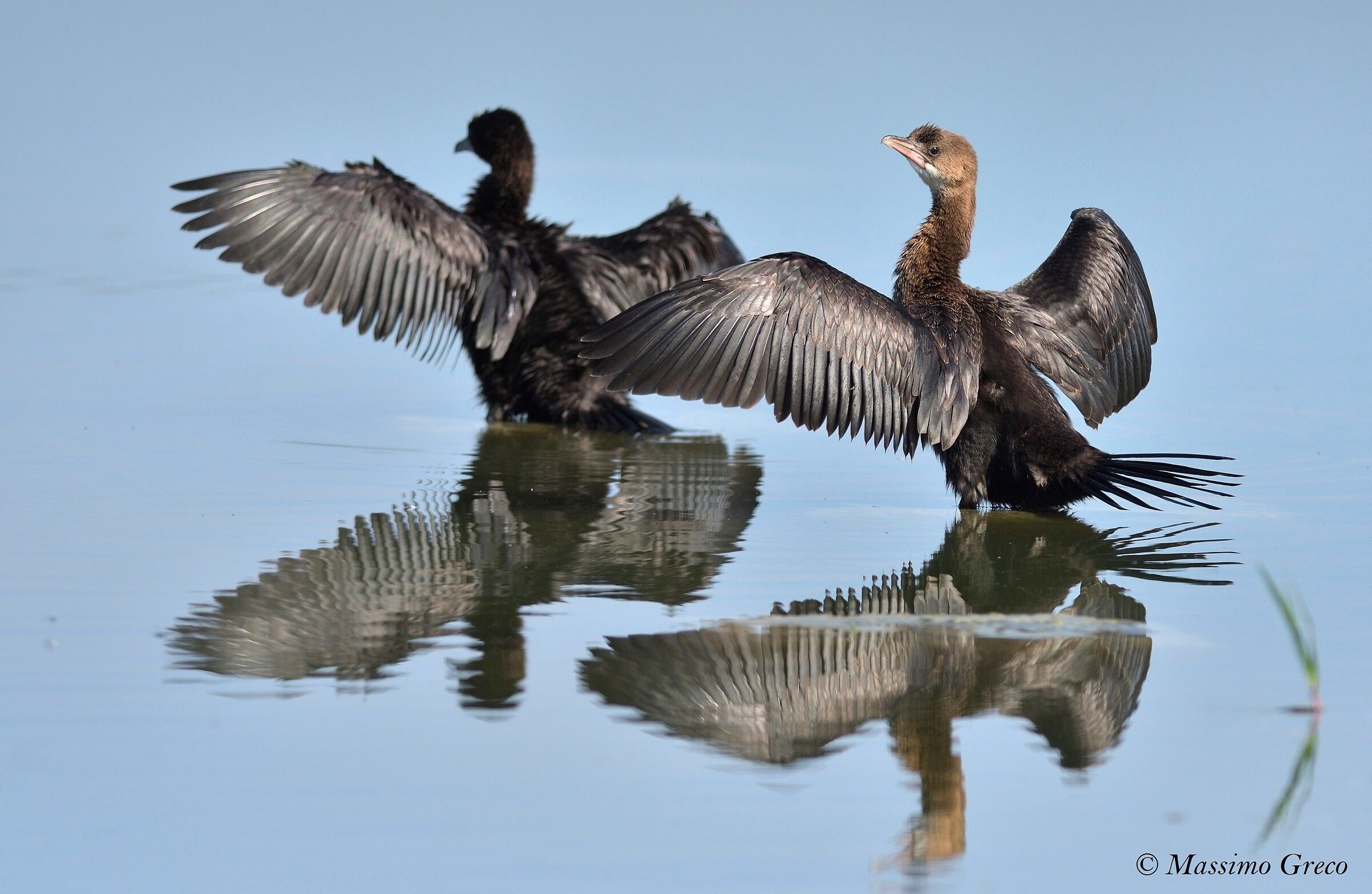A couple of Marangoni dries the wings
