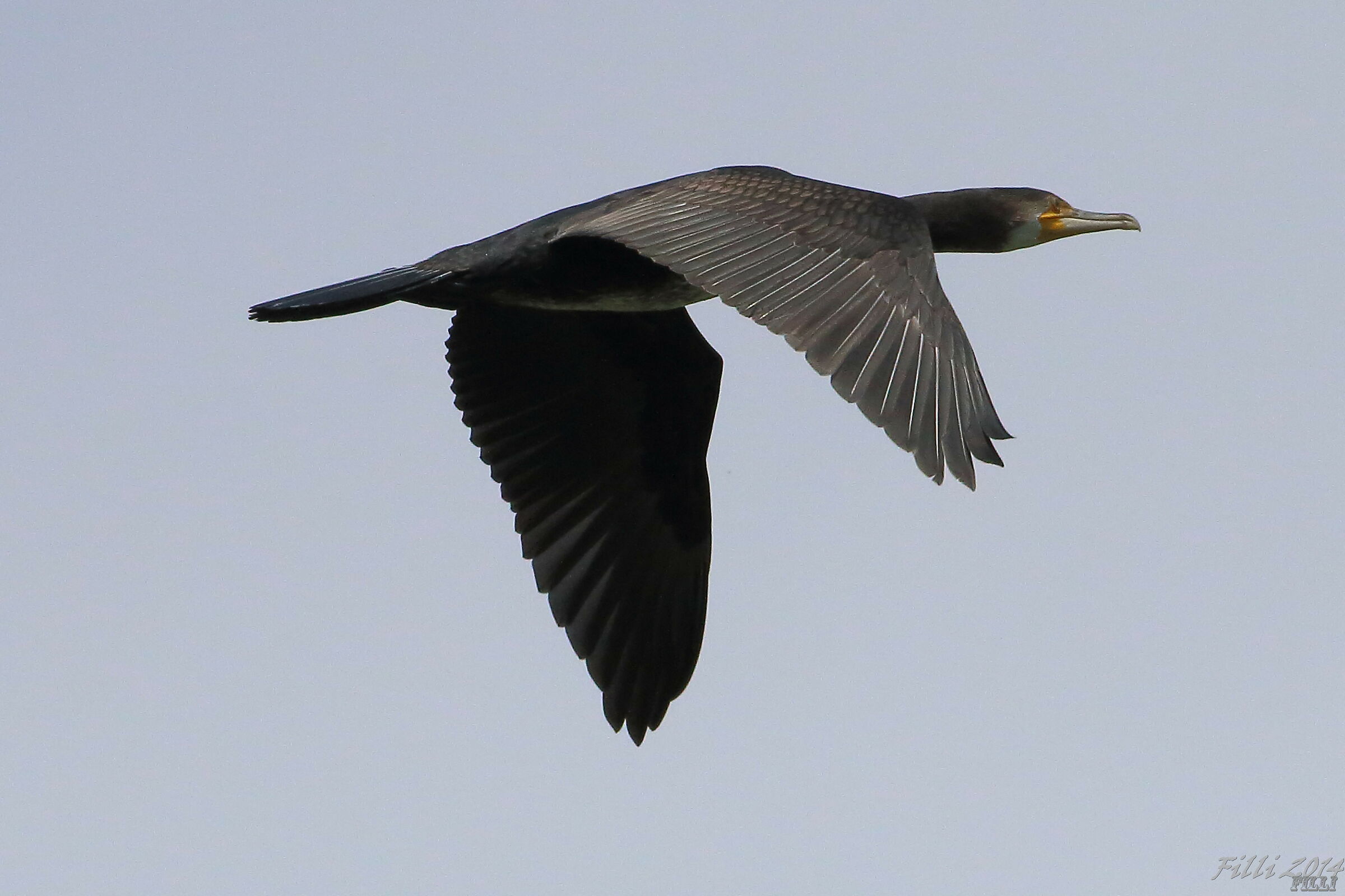 Cormorant