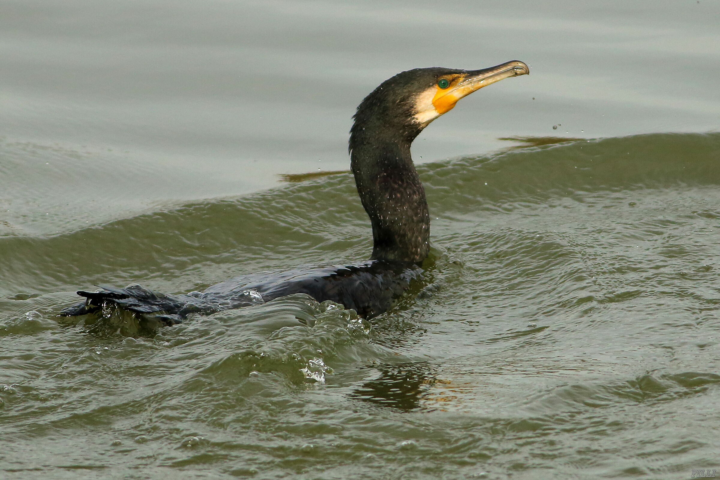 Cormorant