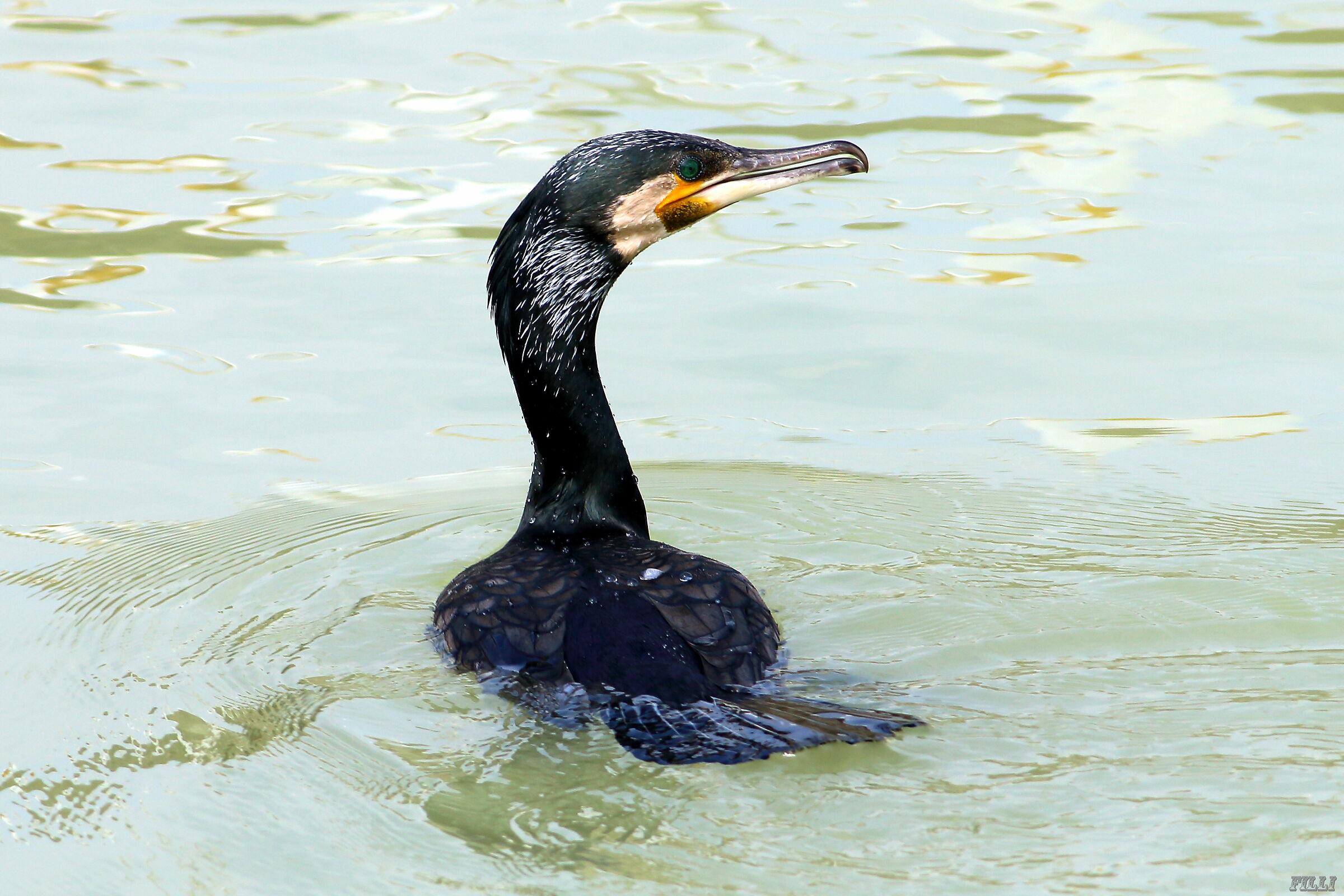 Cormorant