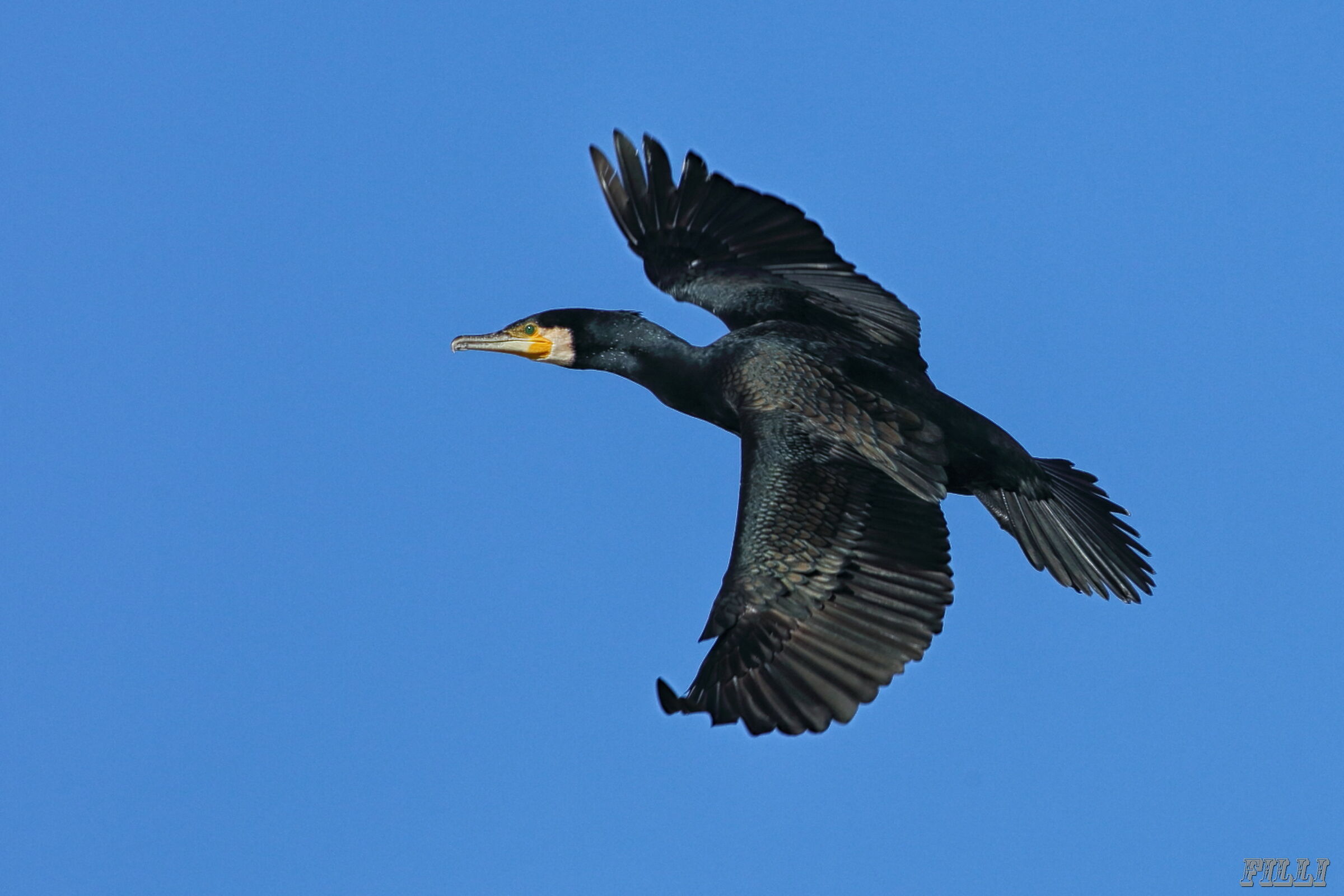 Cormorant